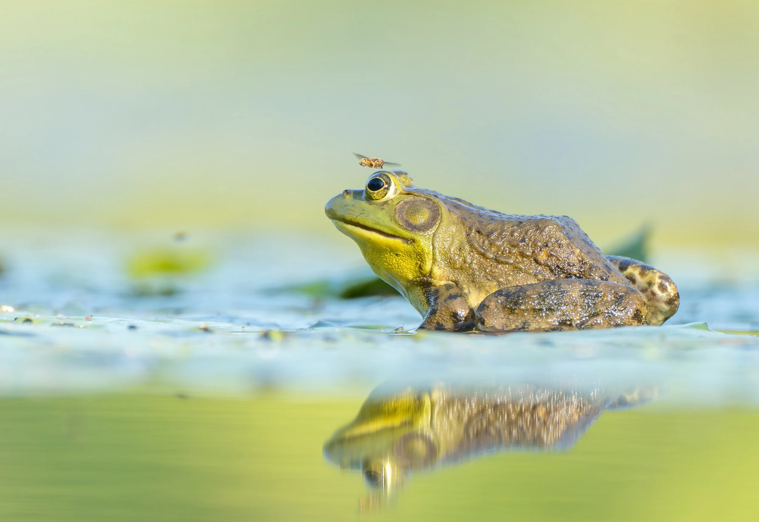 AmericanBullfrog--8.jpg