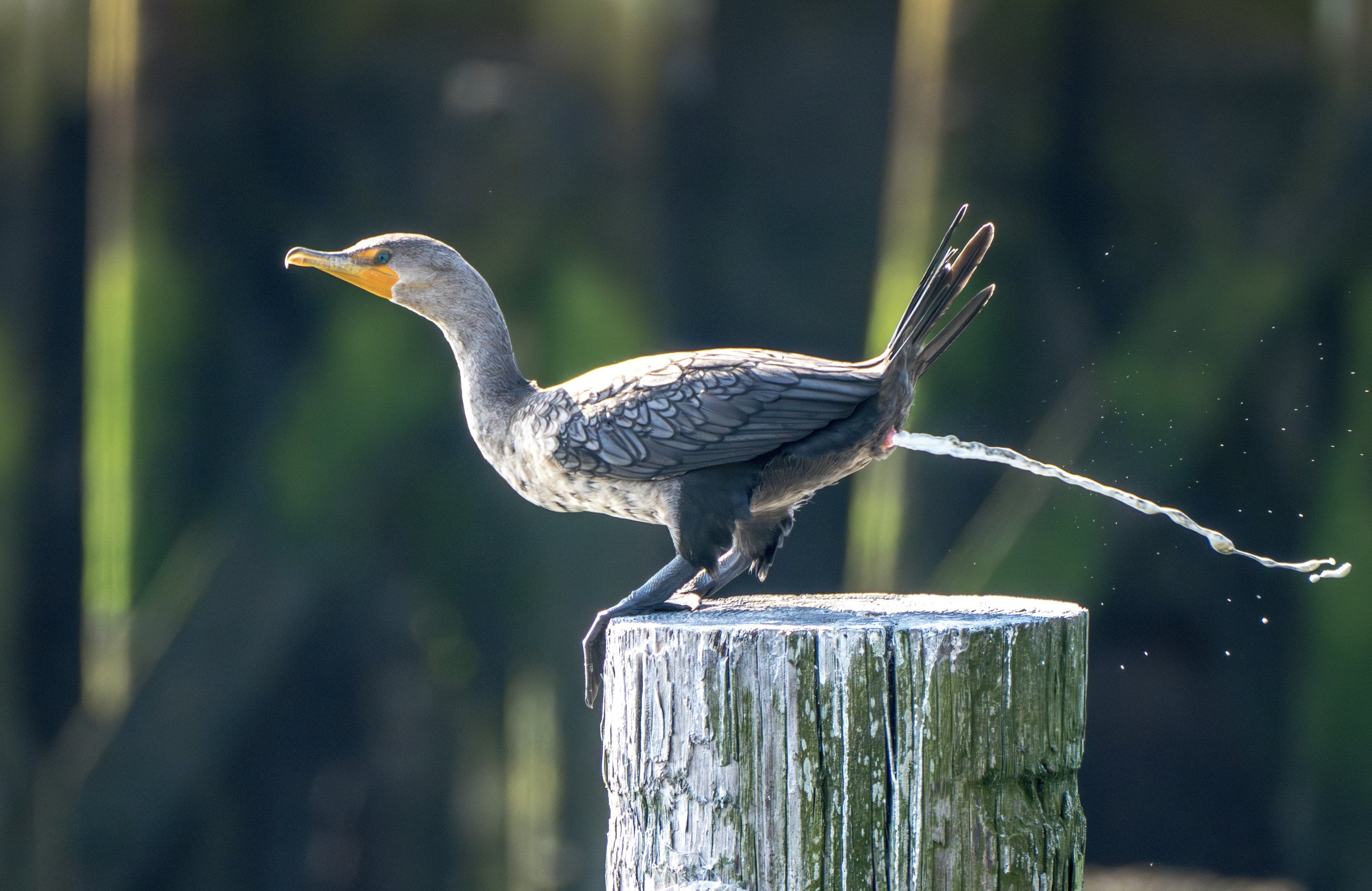 cormorantpooping-07355-enhanced-nr.jpg