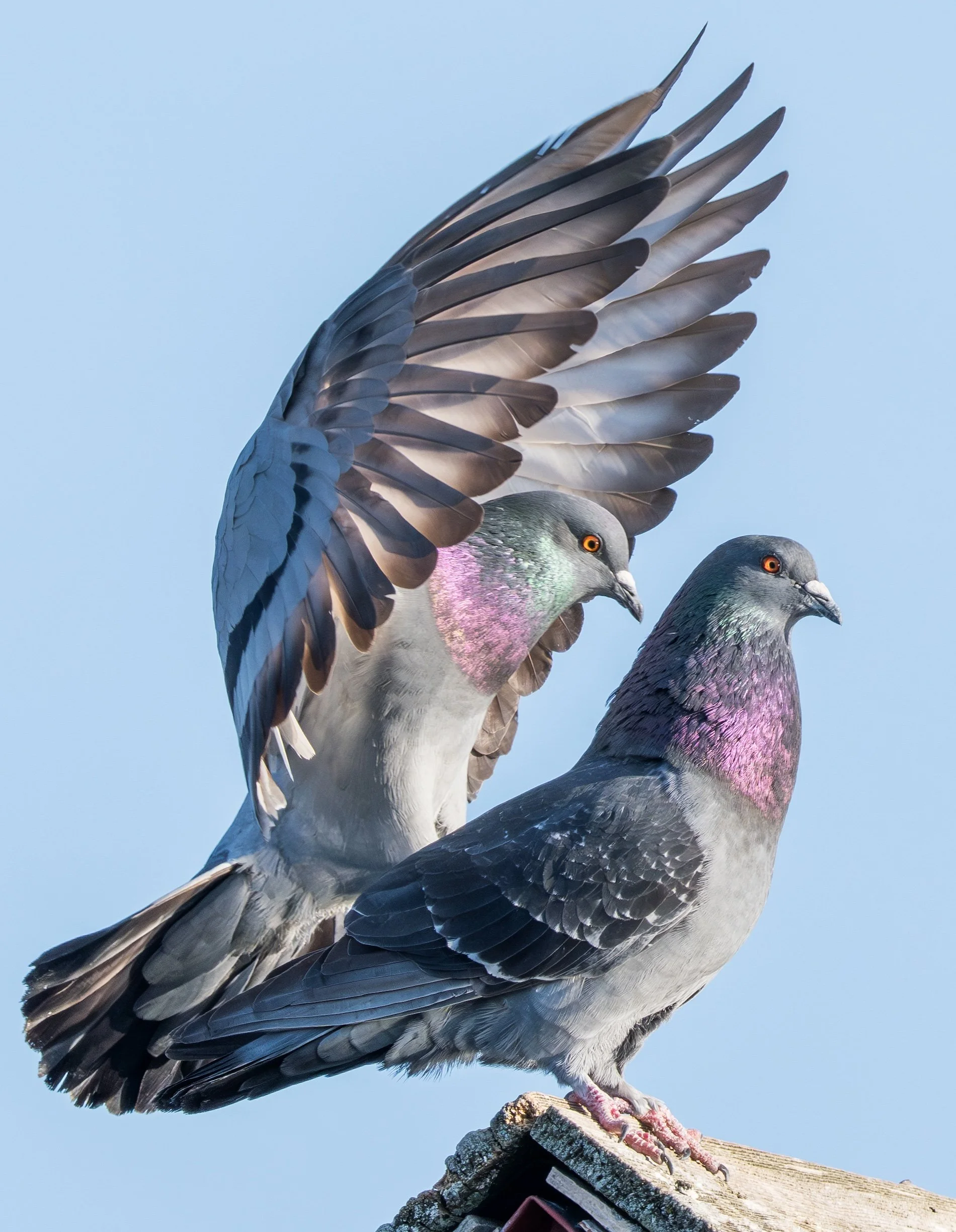 Pigeons-5.jpg