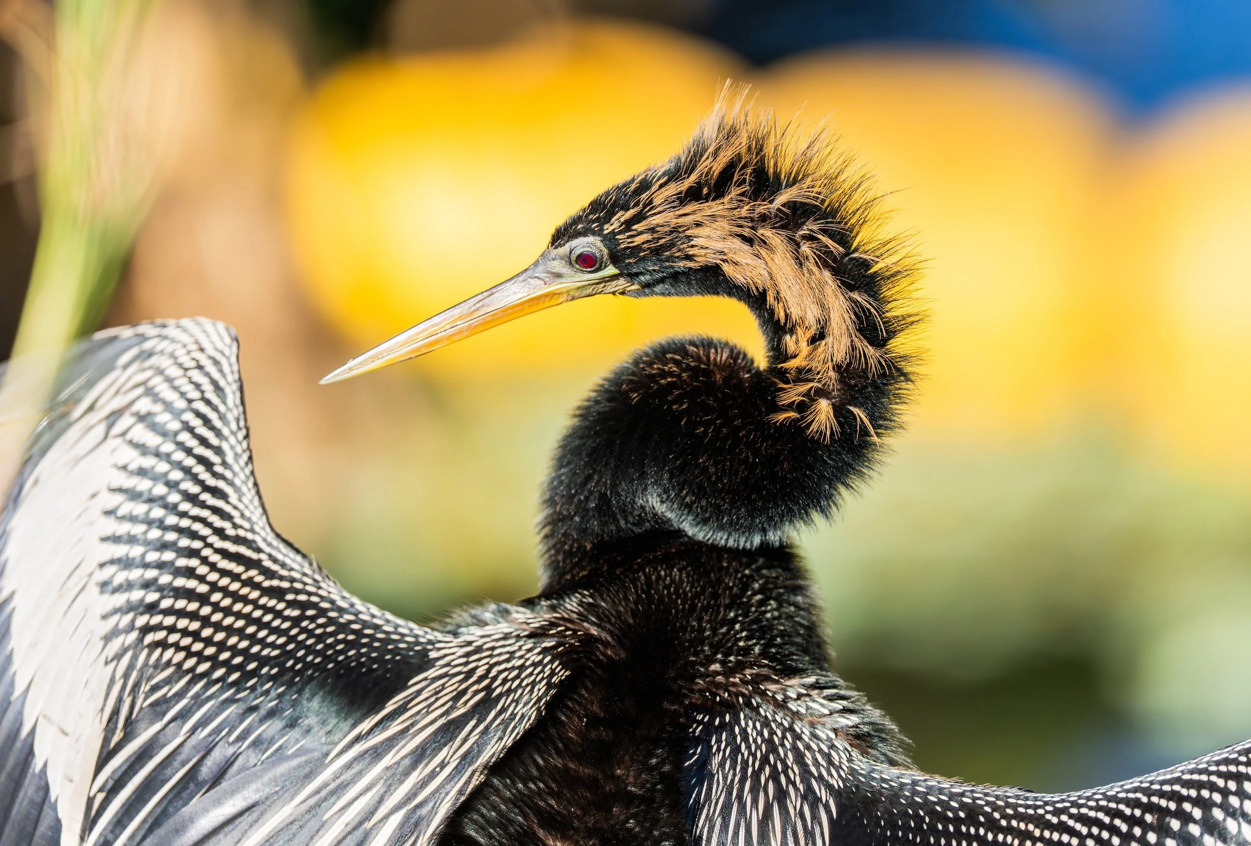 Anhinga-2.jpg