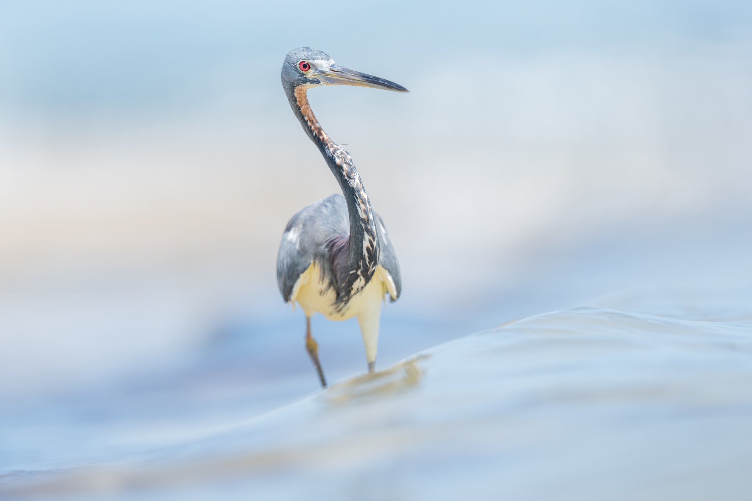 TriColoredHeron-1.jpg
