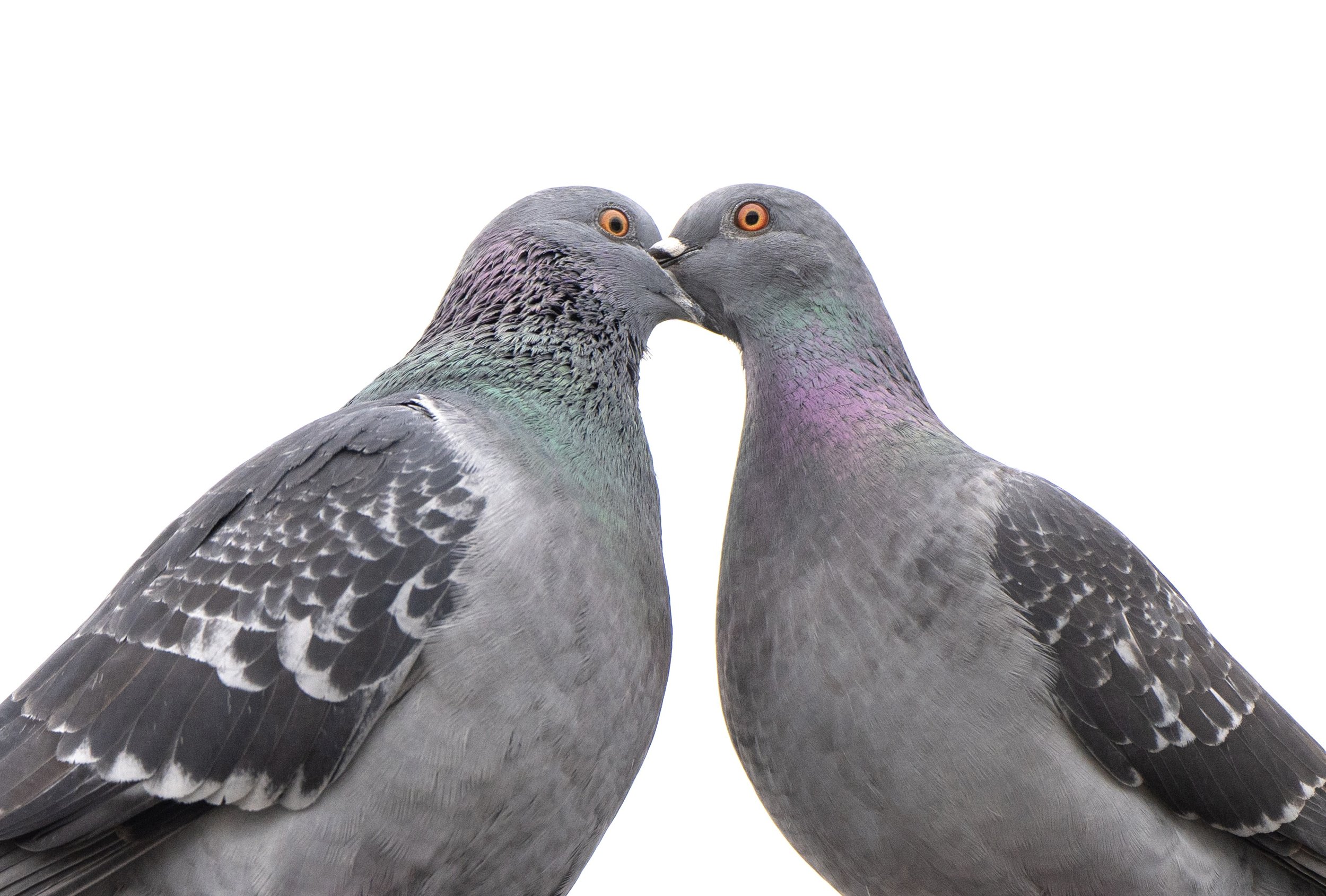 17x22" Print of "Pigeon Kiss"
