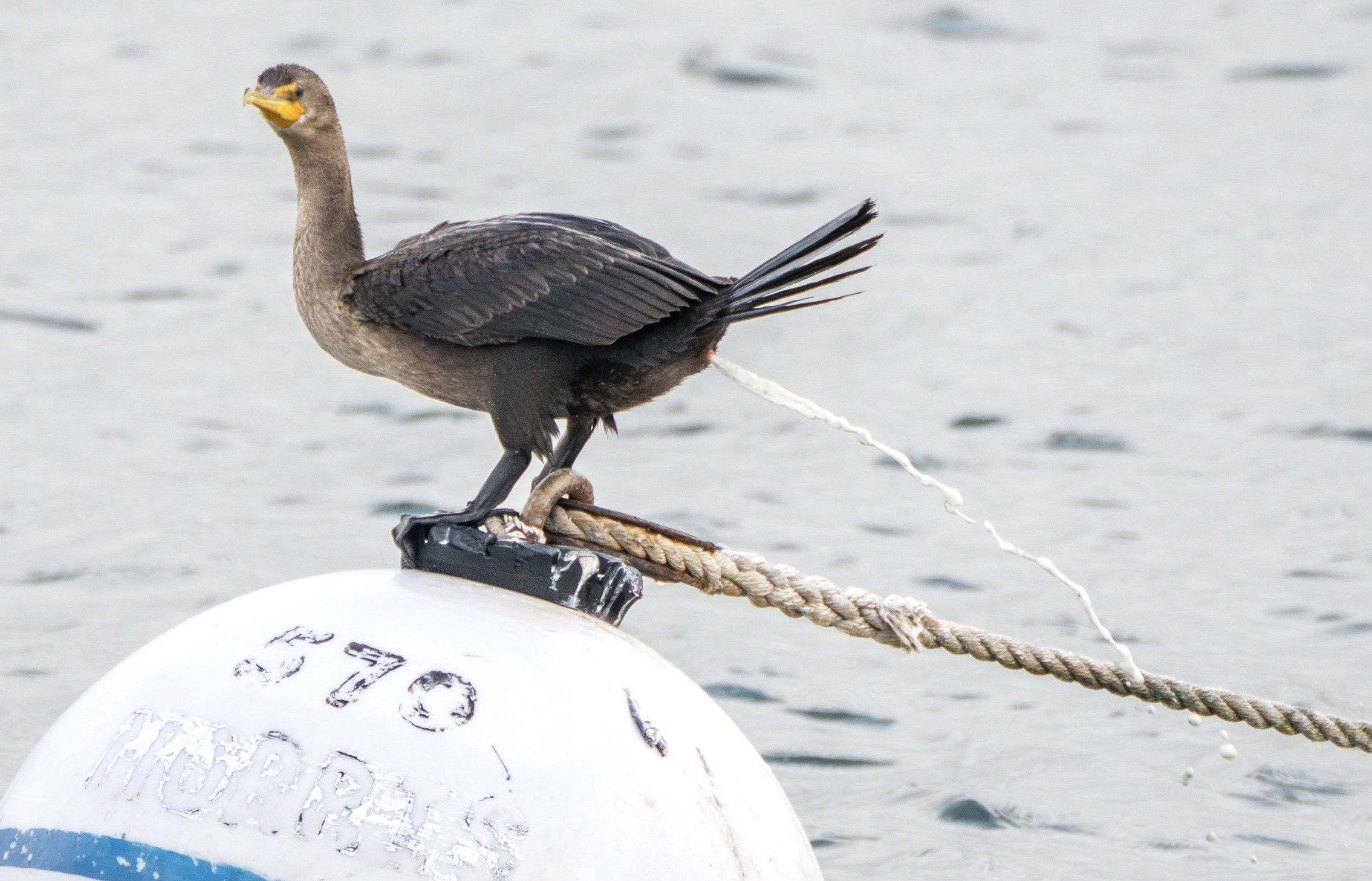 cormorantpooping-.jpg
