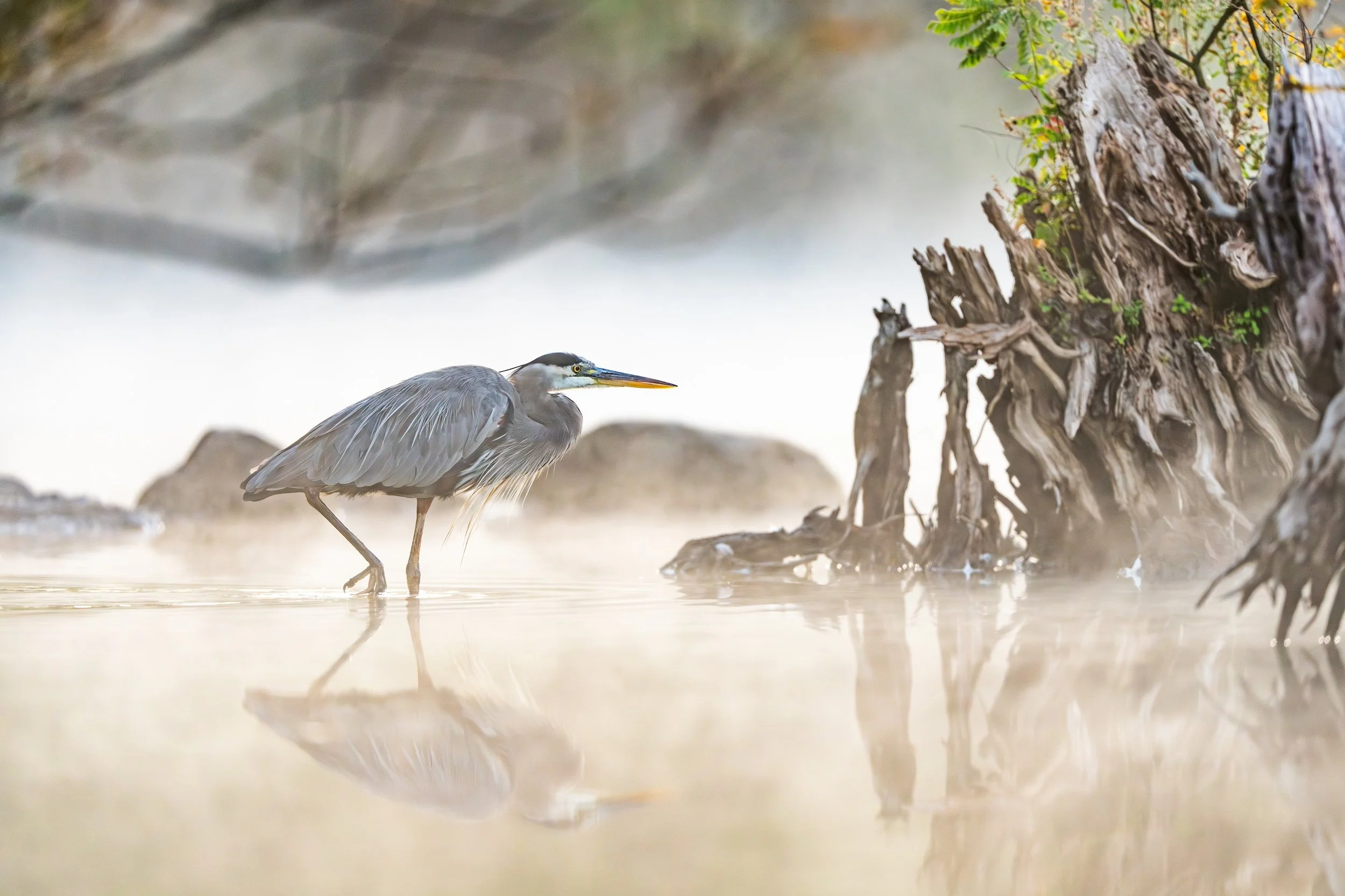 GreatBlueHeron-.jpg