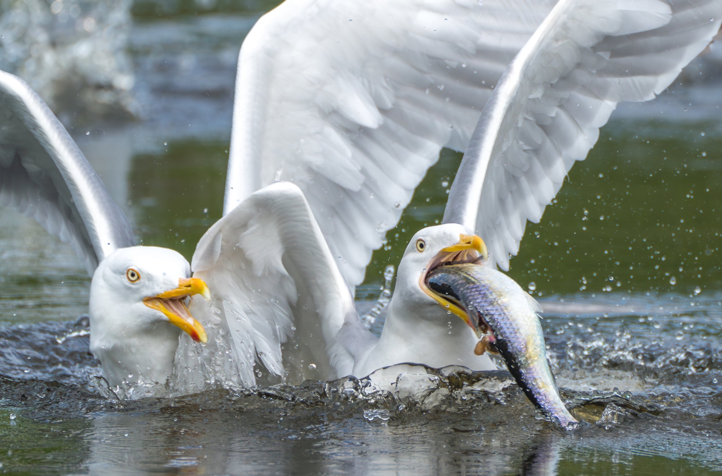 SeagullsHerring--9.jpg