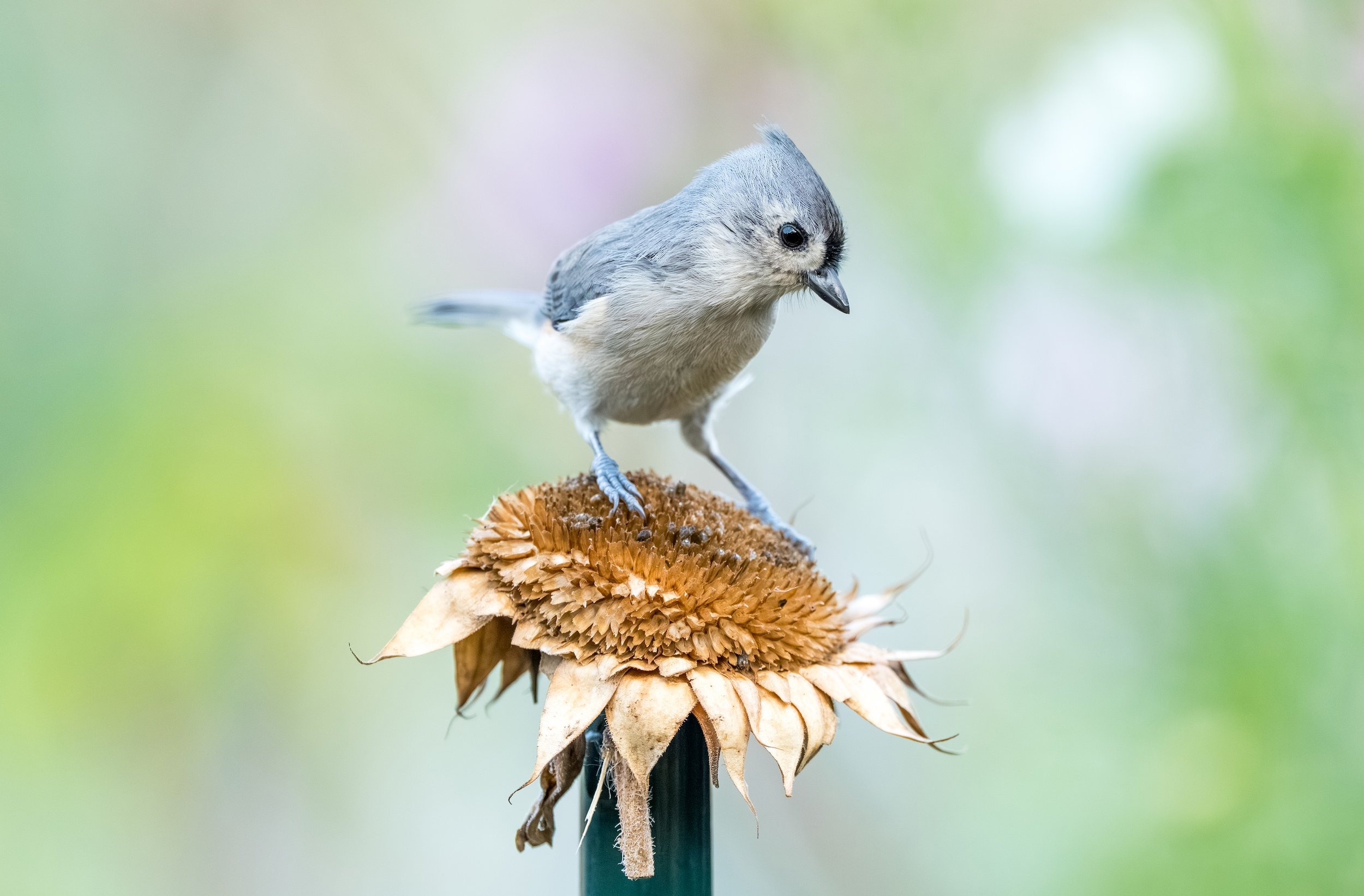 TuftedTitmouseSunflower-13.jpg