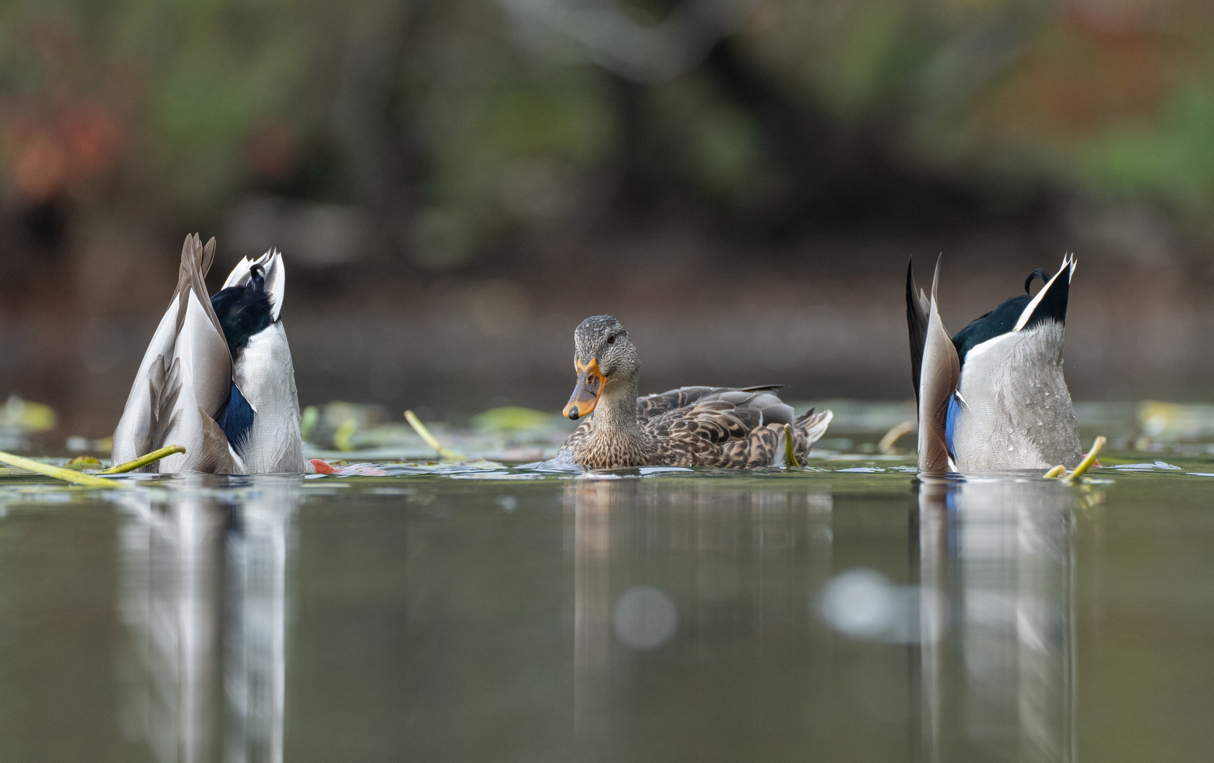 mallard ducks-07315.jpg
