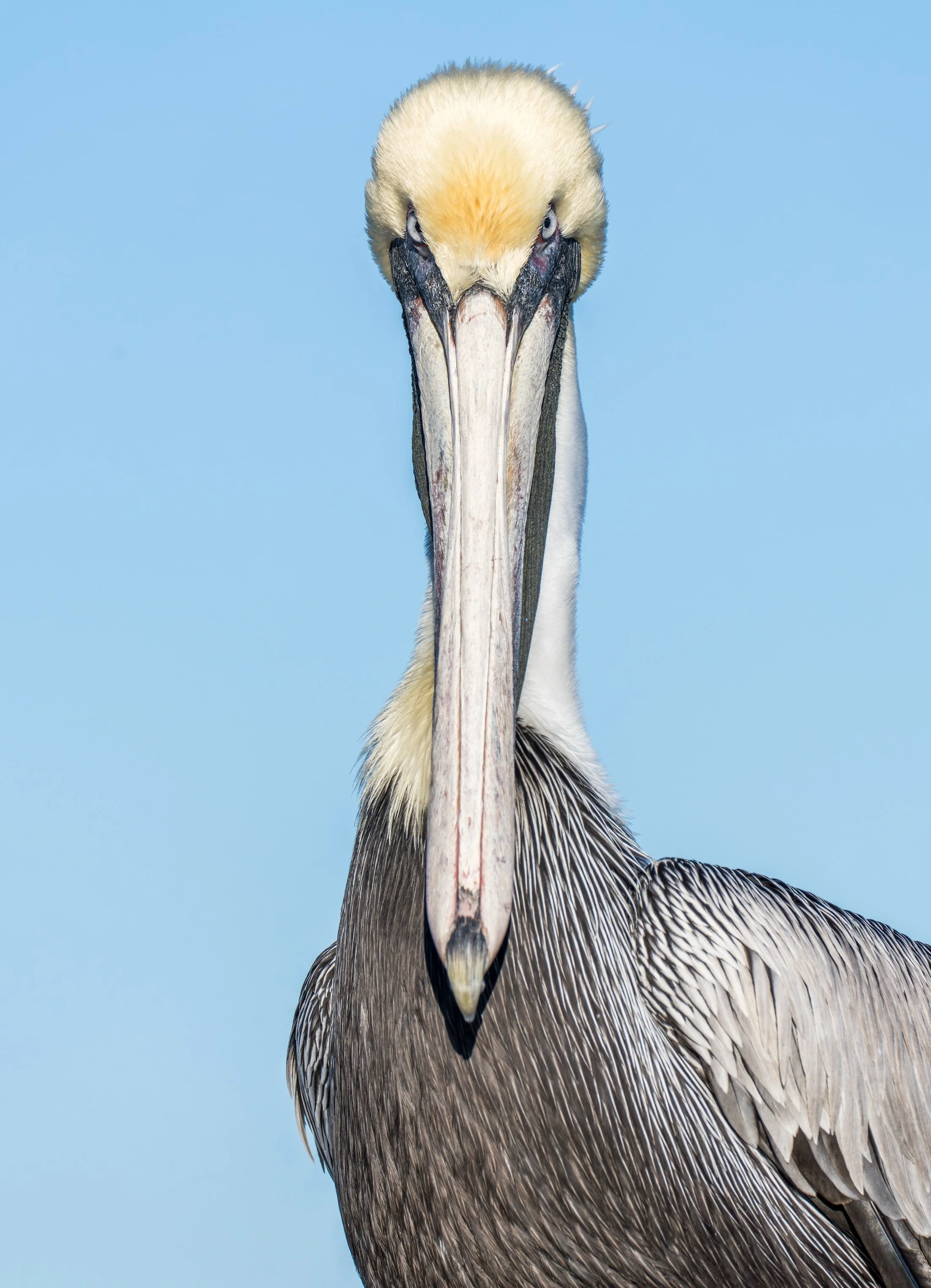 BrownPelican-1.jpg