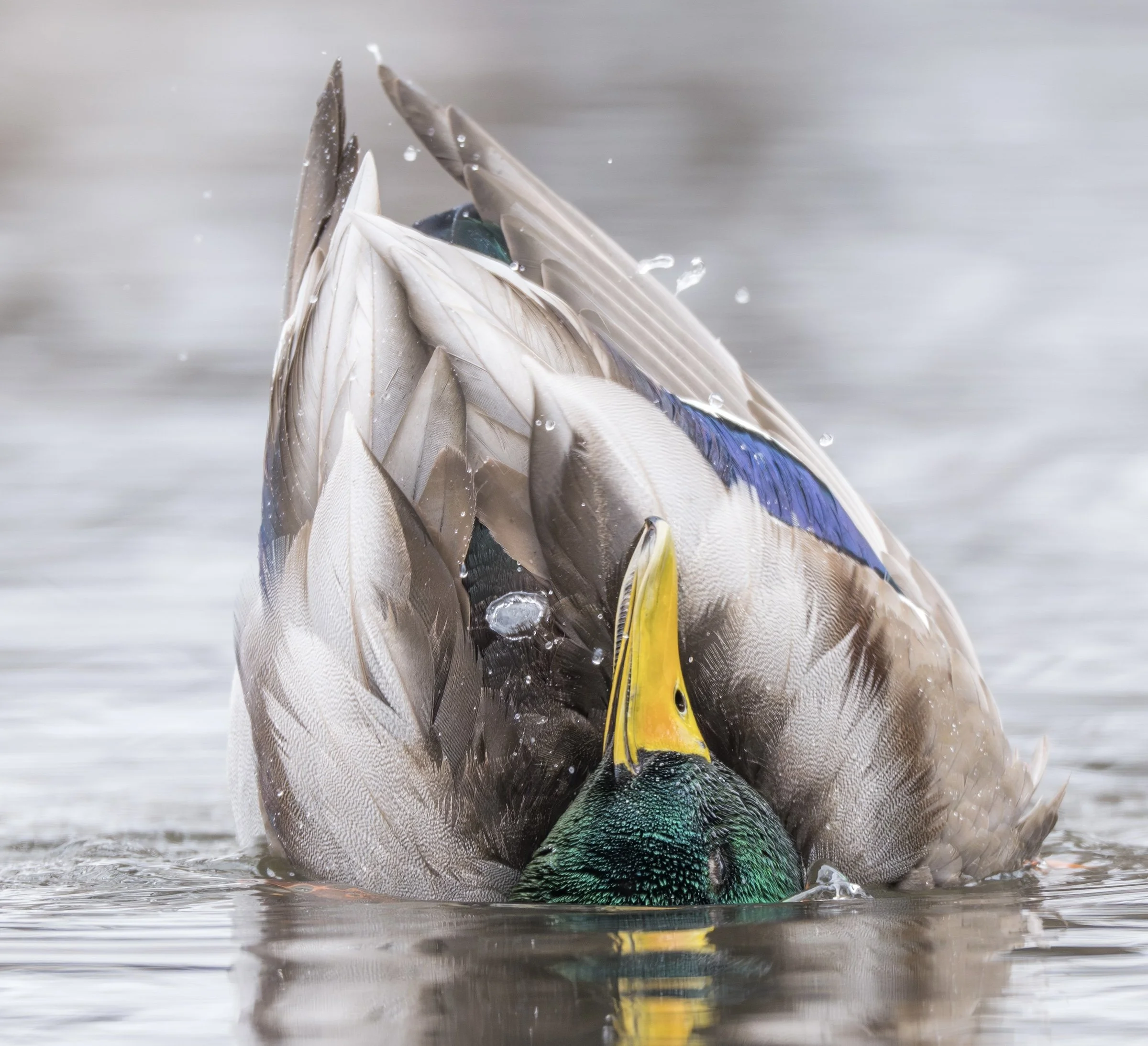 MallardDuckBath-1.jpg