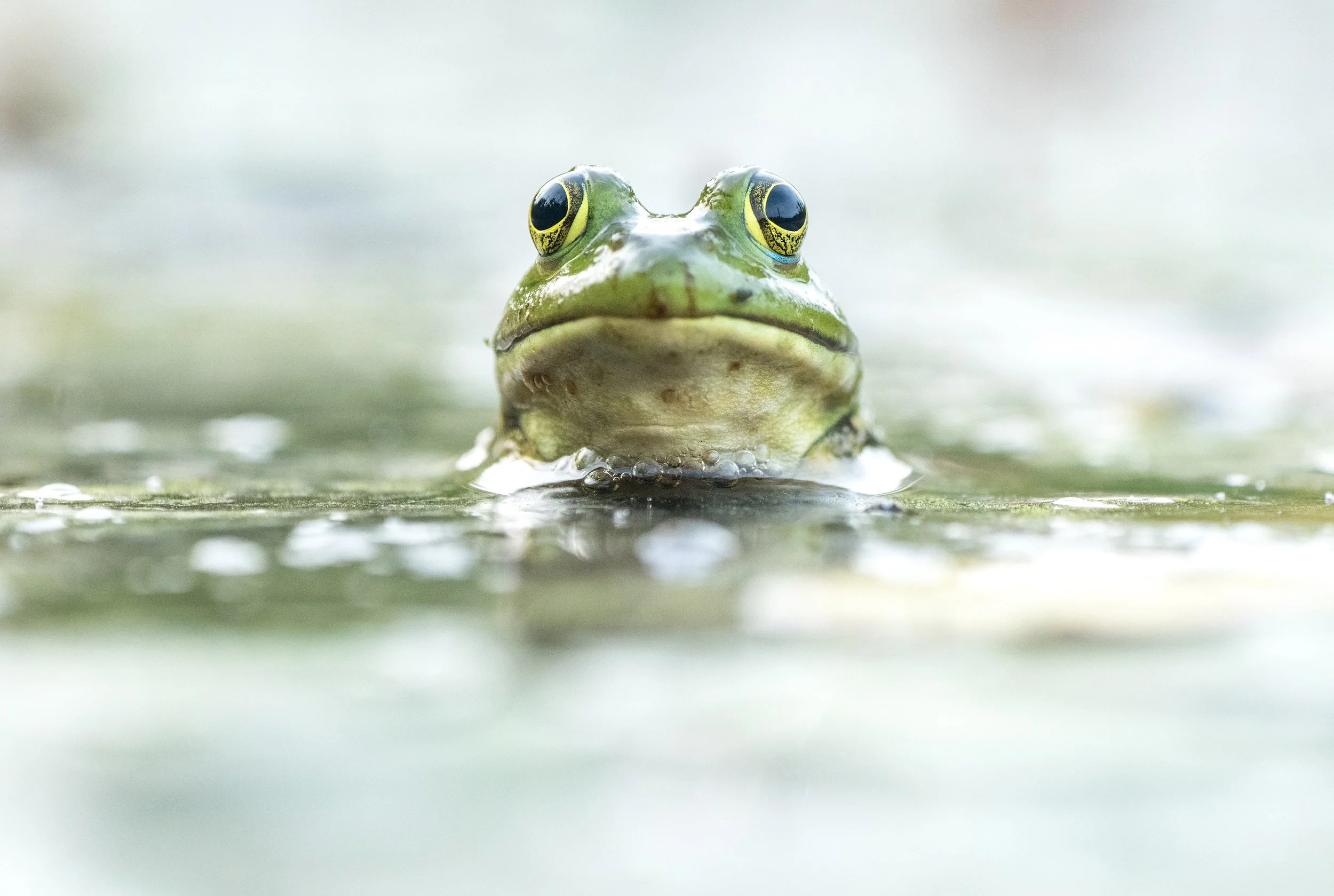 frog-00759.jpg