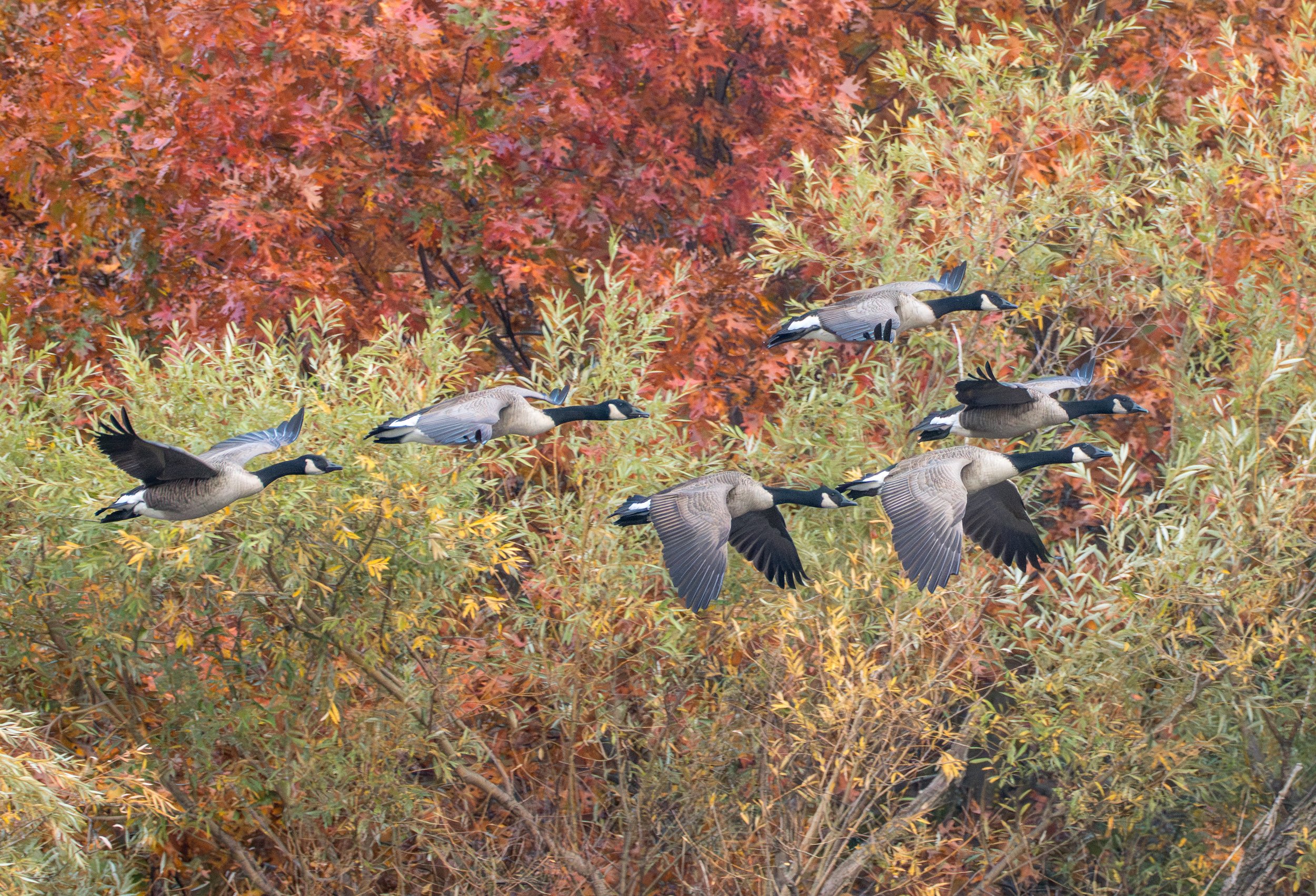 canada geese-04756-enhanced-nr.jpg