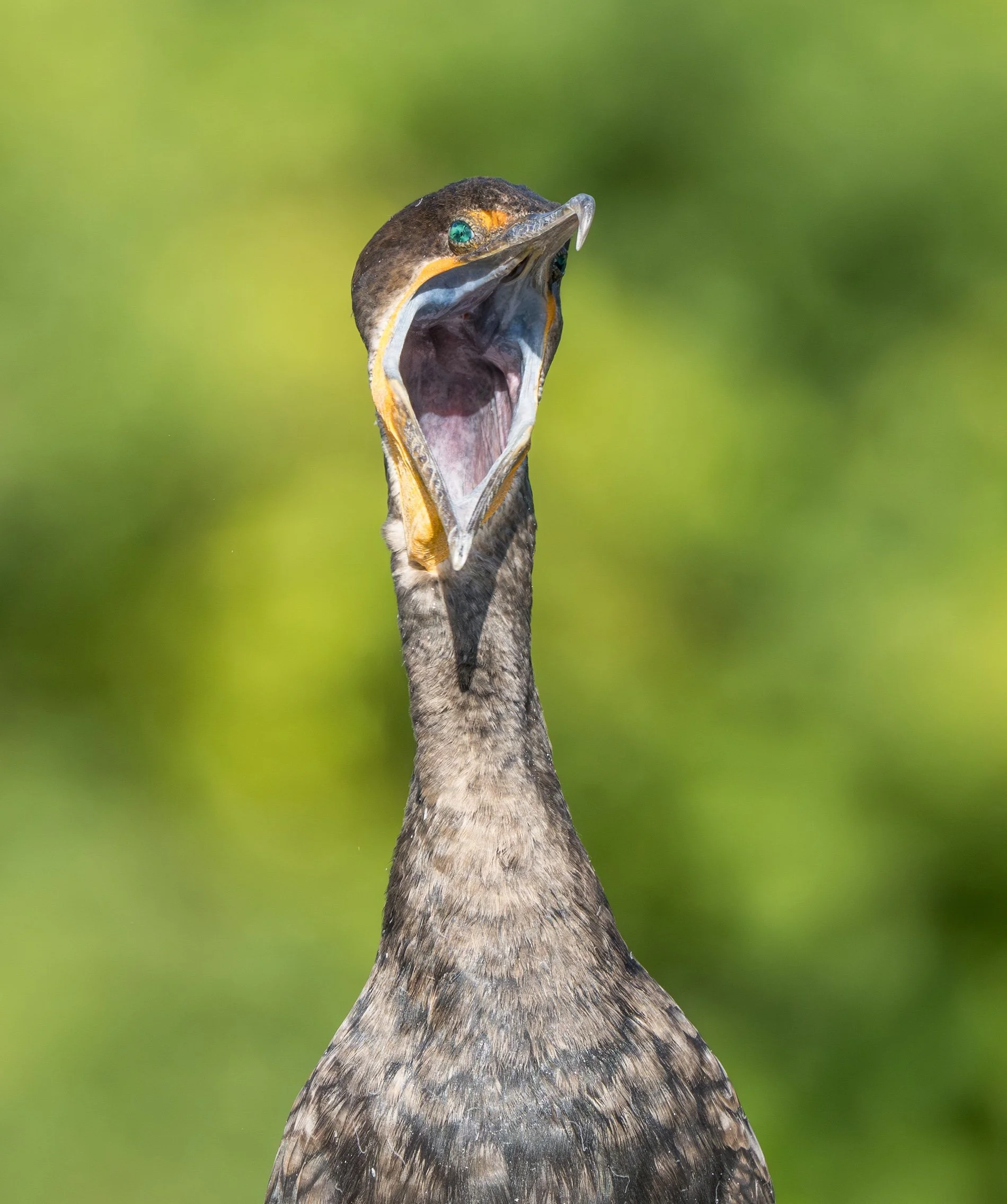 Cormorant--80.jpg