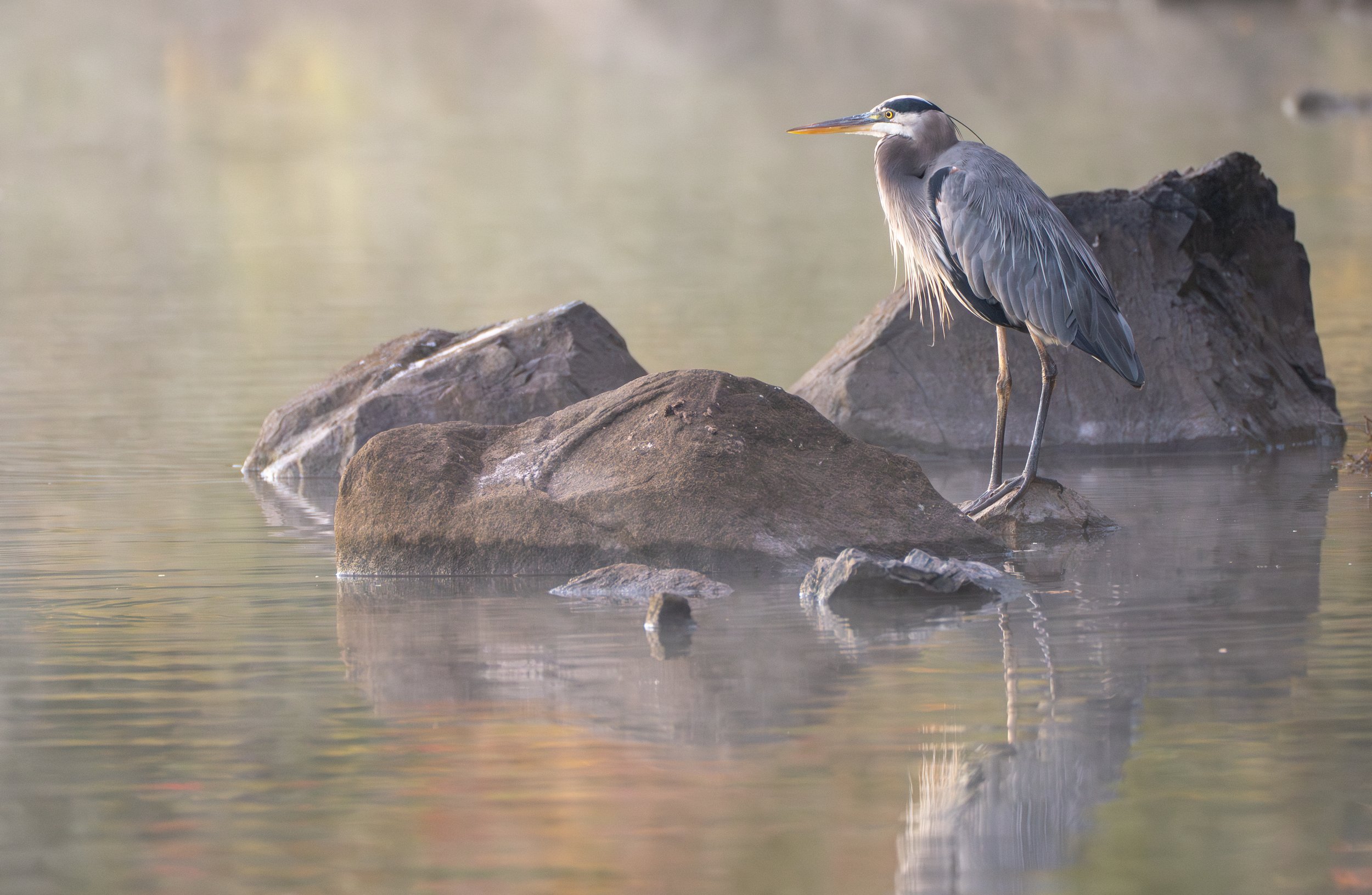 greatblueheron-09557-enhanced-nr.jpg