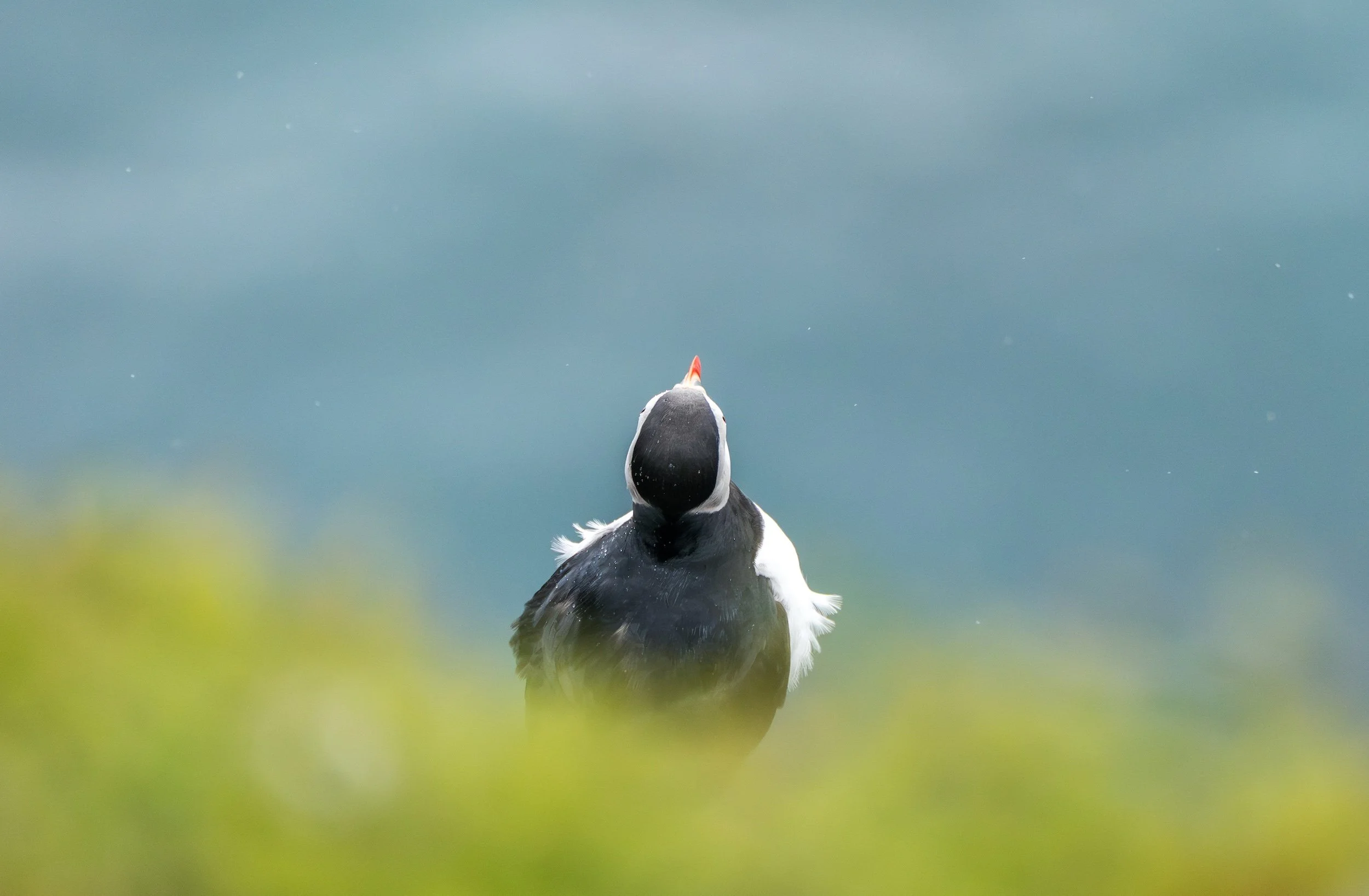 Puffins--42.jpg
