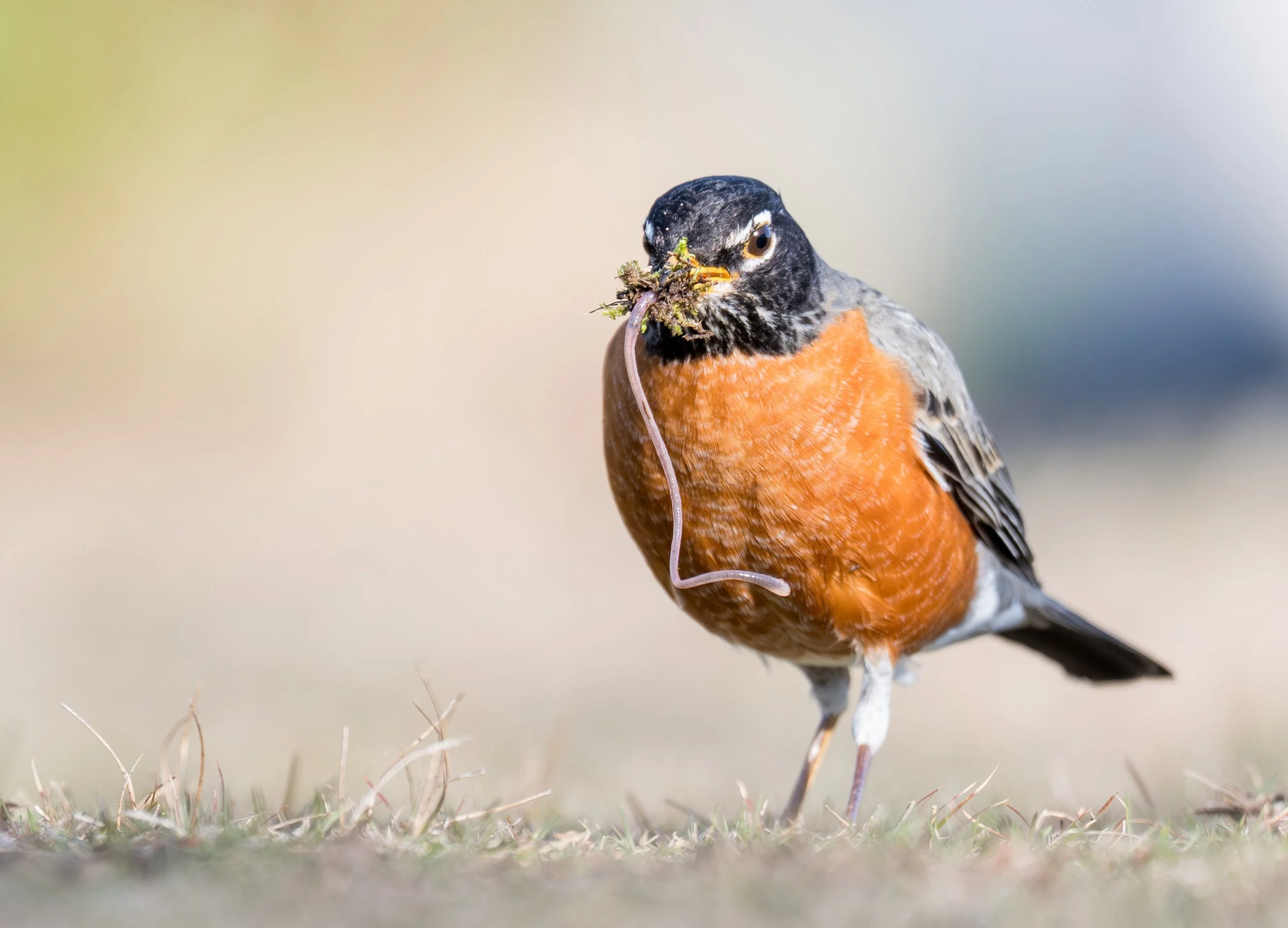 RobinWorm-1.jpg