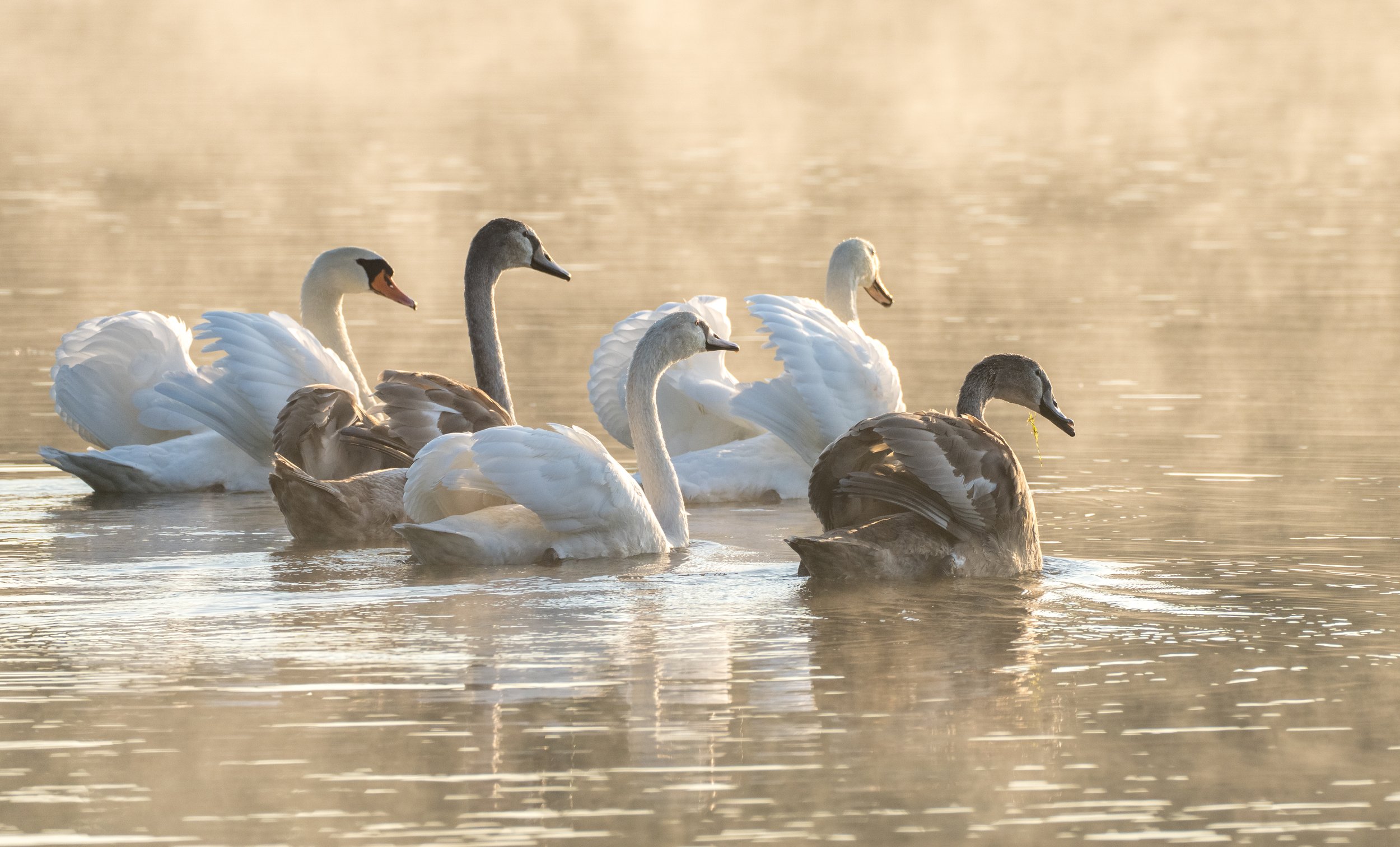 swanscygnets-00997.jpg