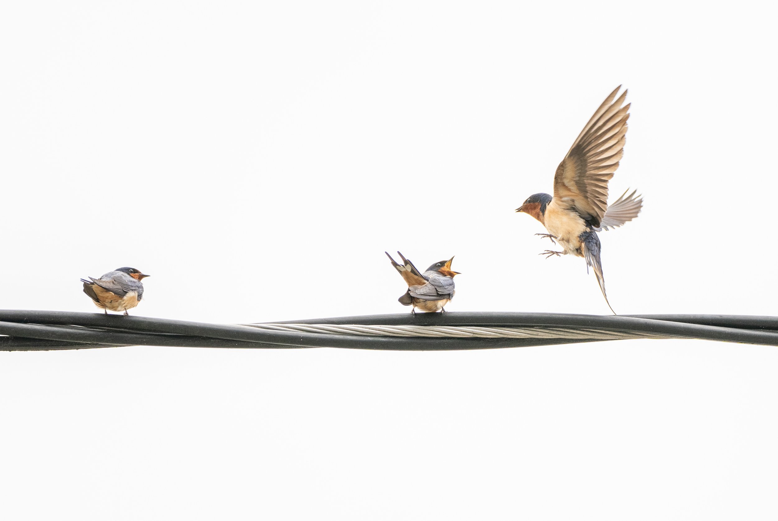 barn swallows-09246.jpg