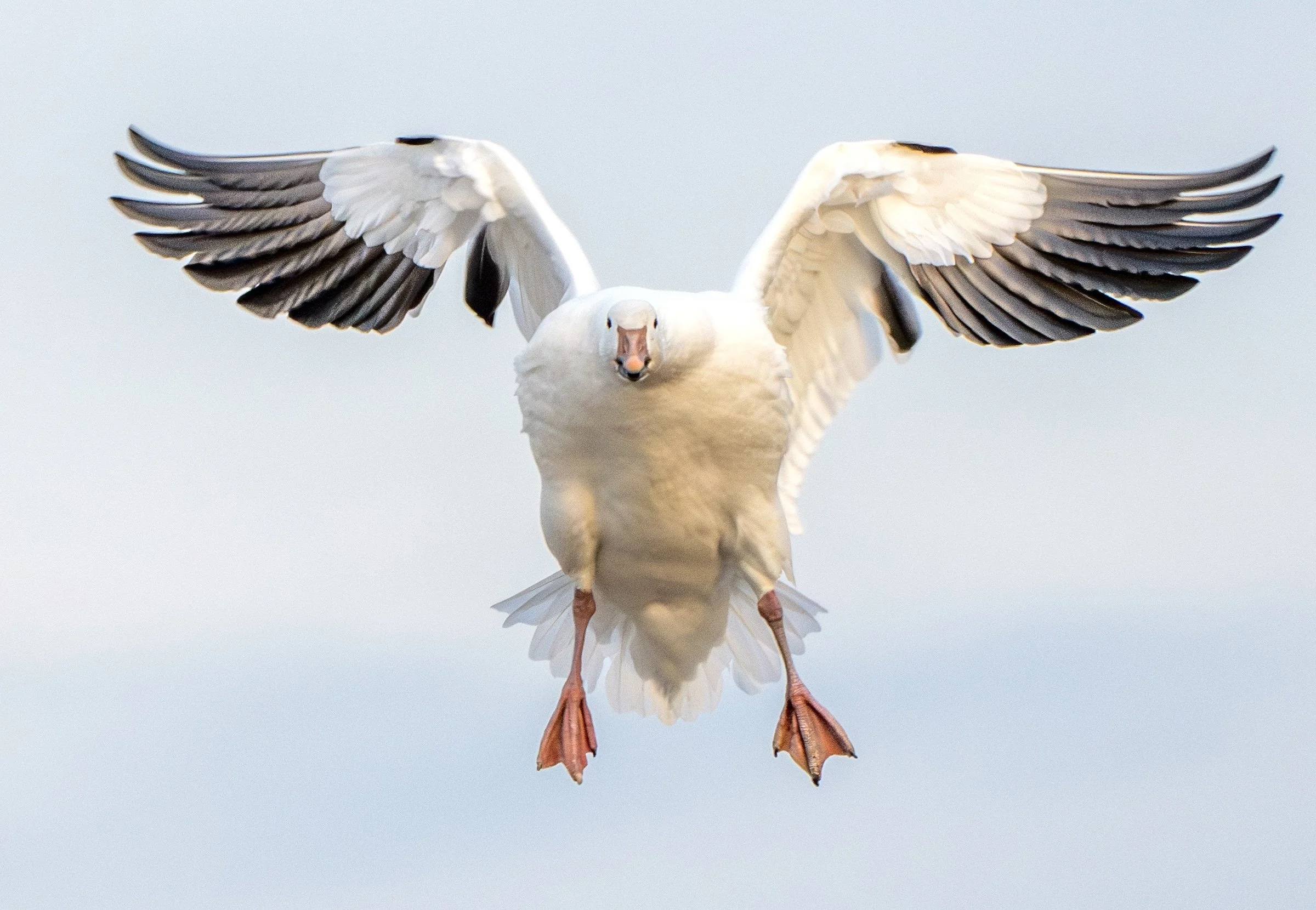 SnowGeese--76.jpg