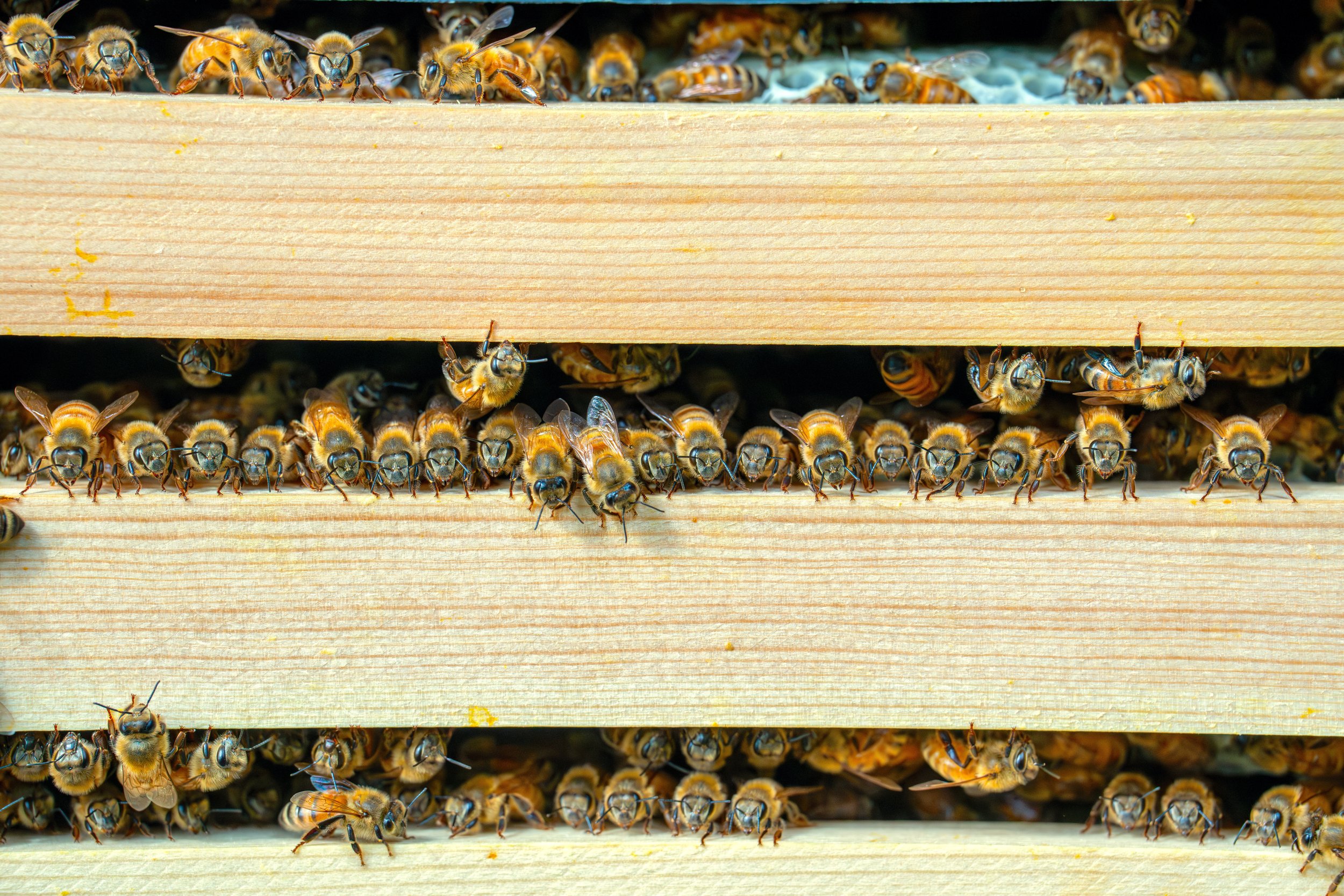 Bees-06367-Enhanced-NR.jpg
