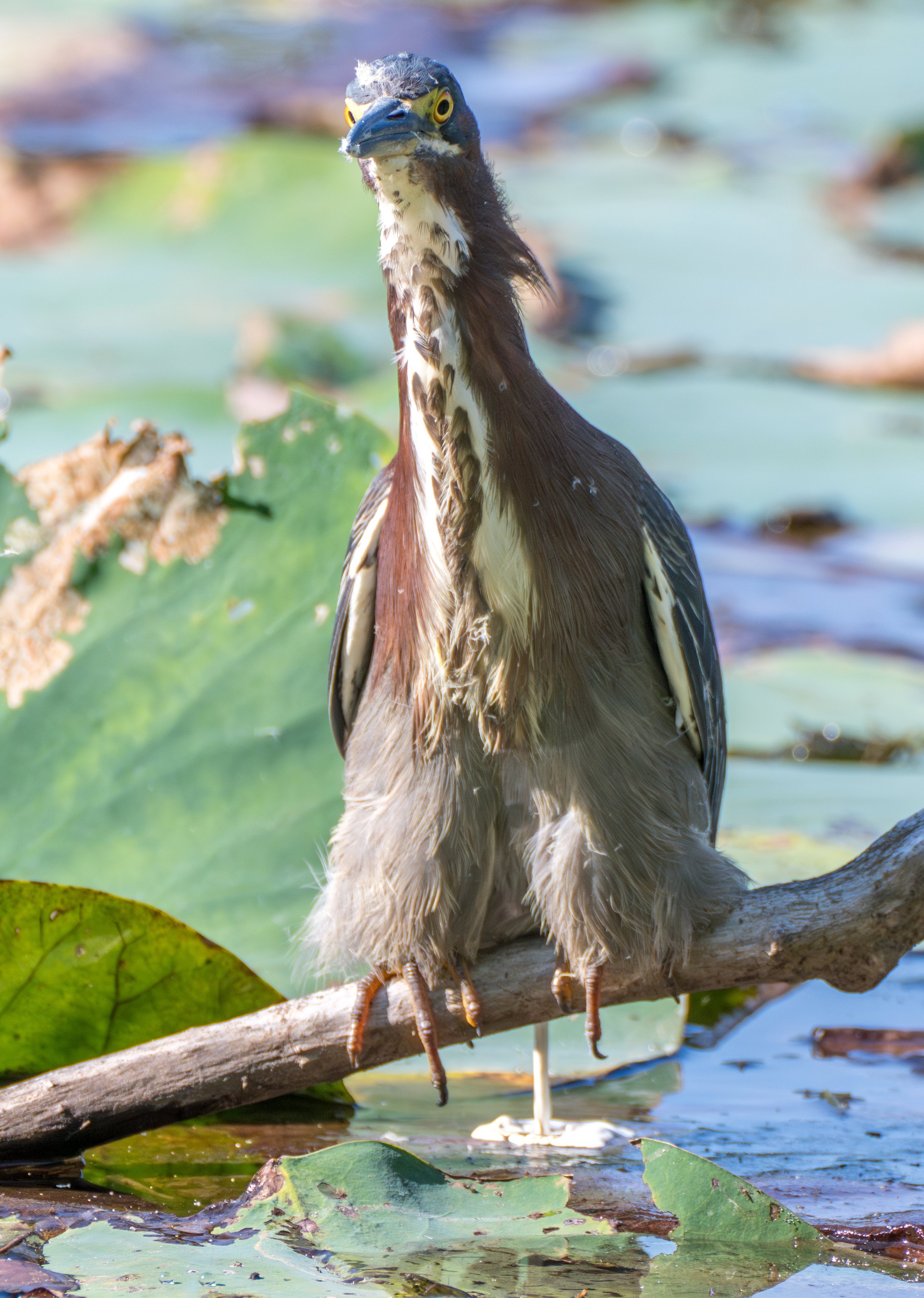 greenheron-.jpg