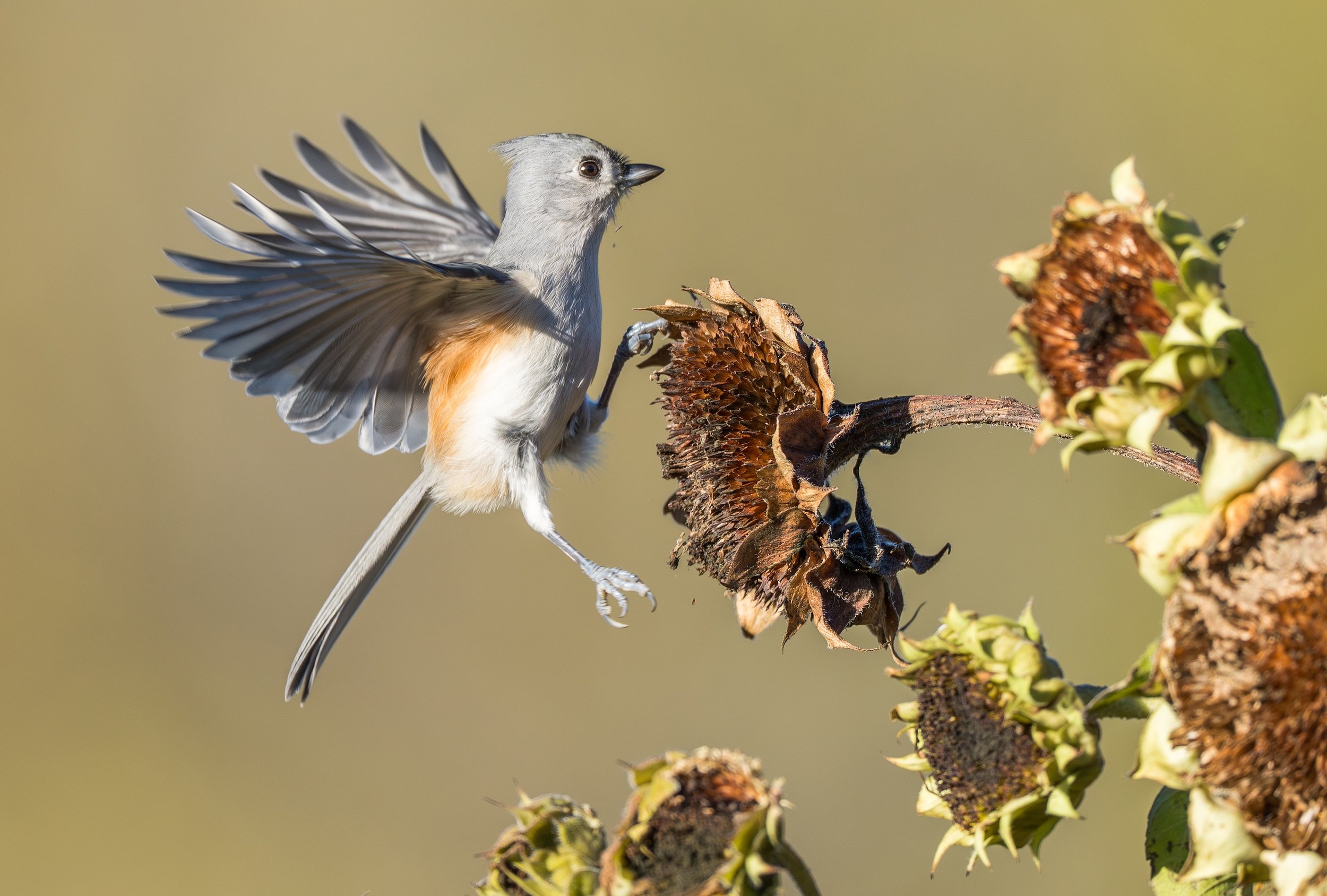 TuftedTitmouse-6.jpg