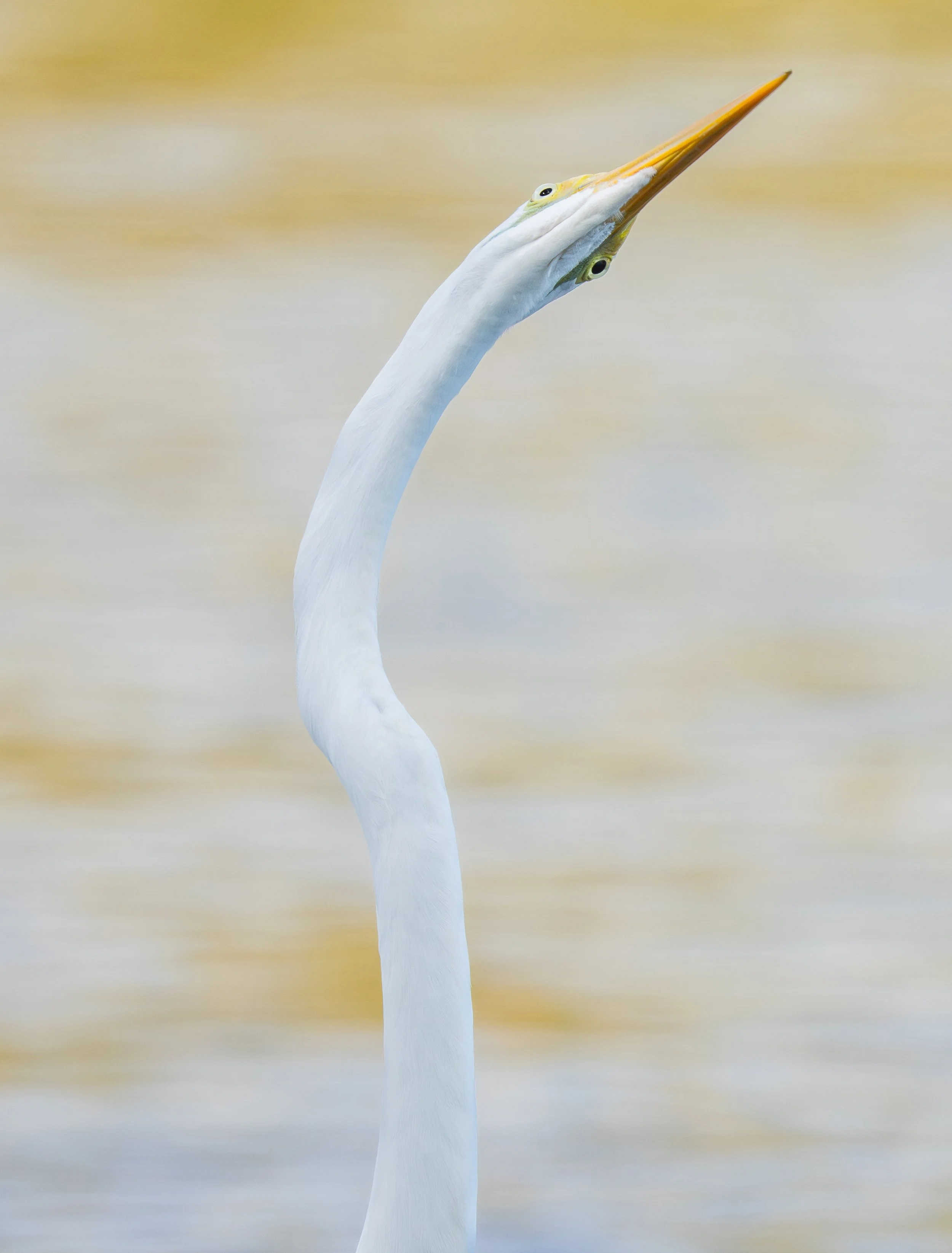 GreatEgret-1.jpg