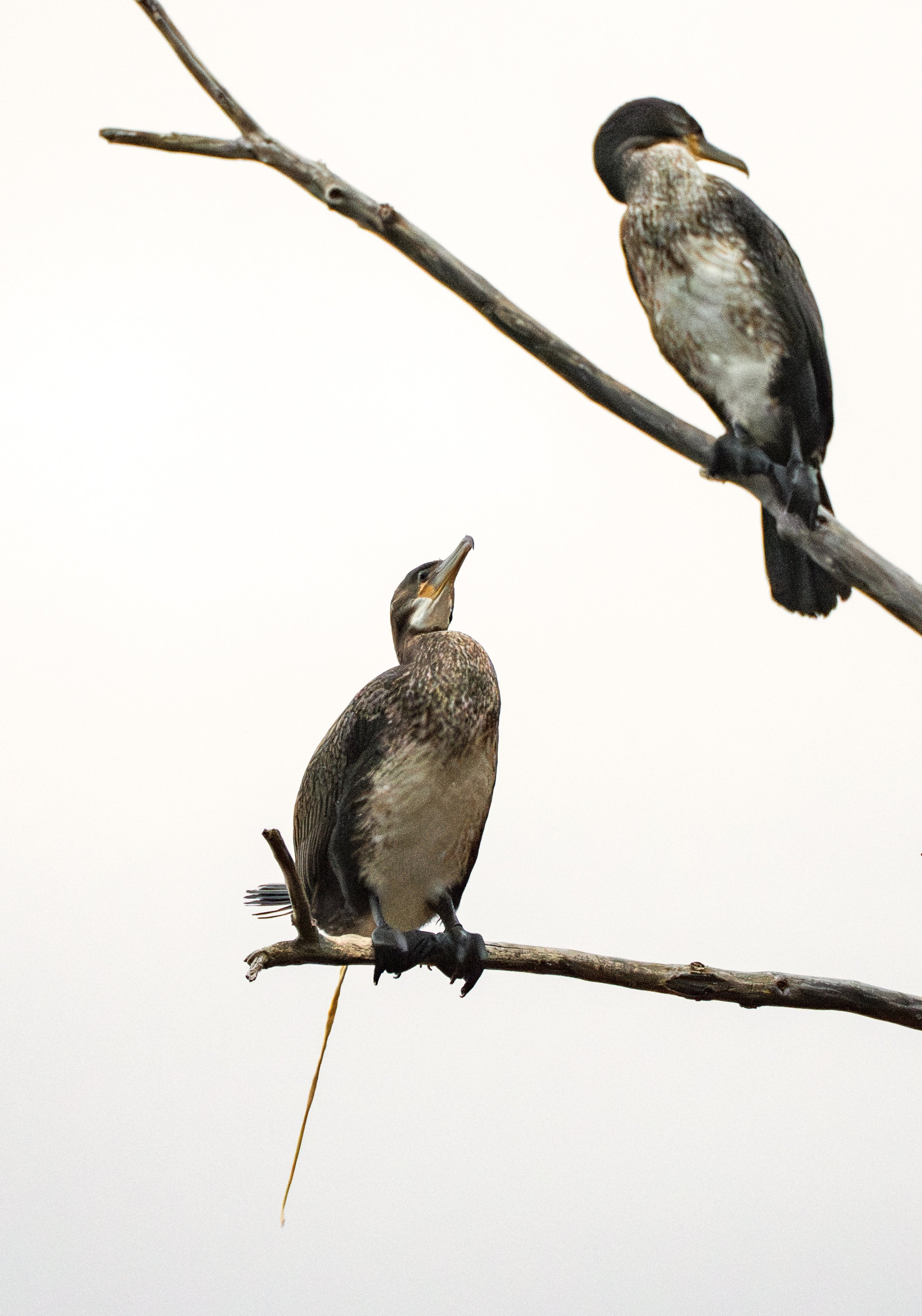 great cormorants and double crested-04524-enhanced-nr.jpg