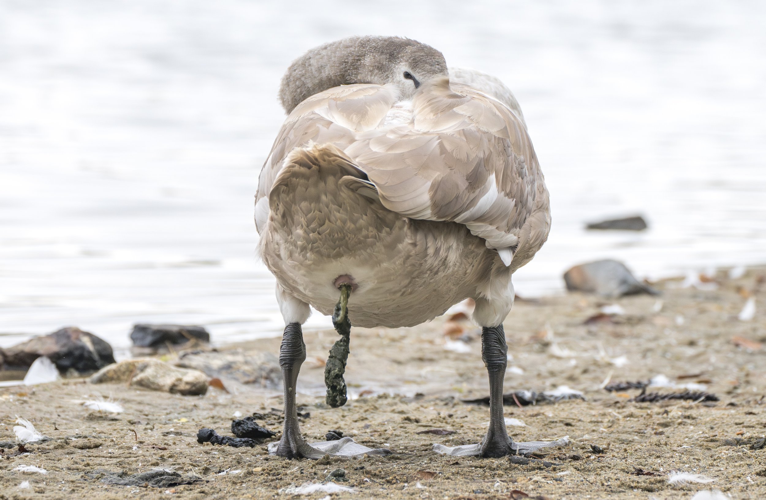 swanscygnets-06218-enhanced-nr.jpg