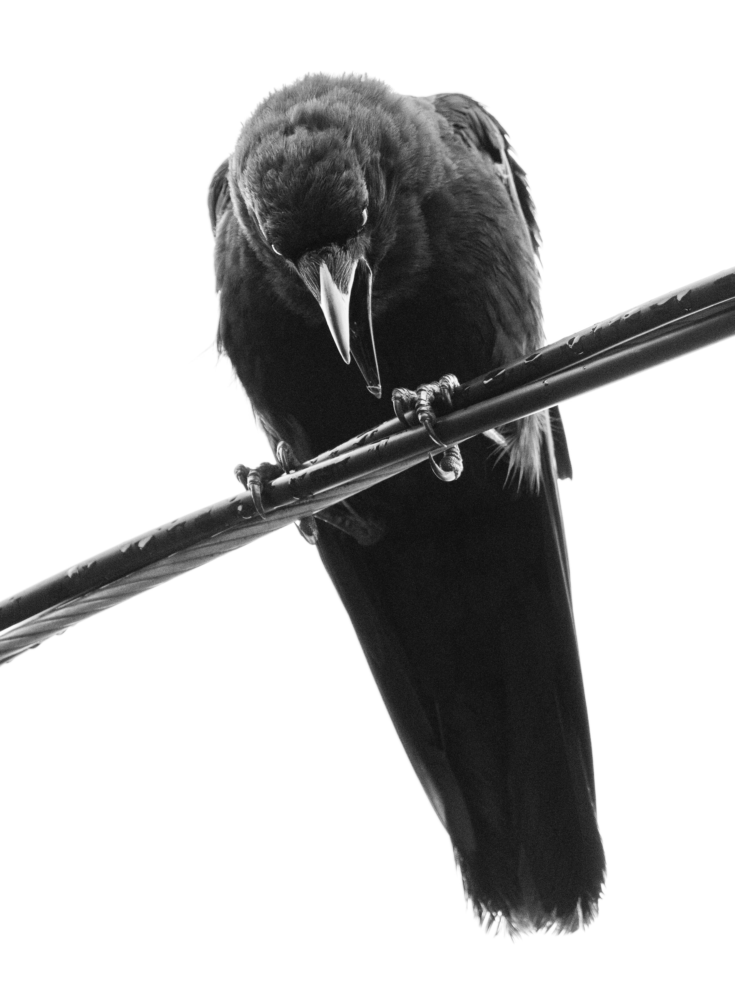 Crow-02198.jpg