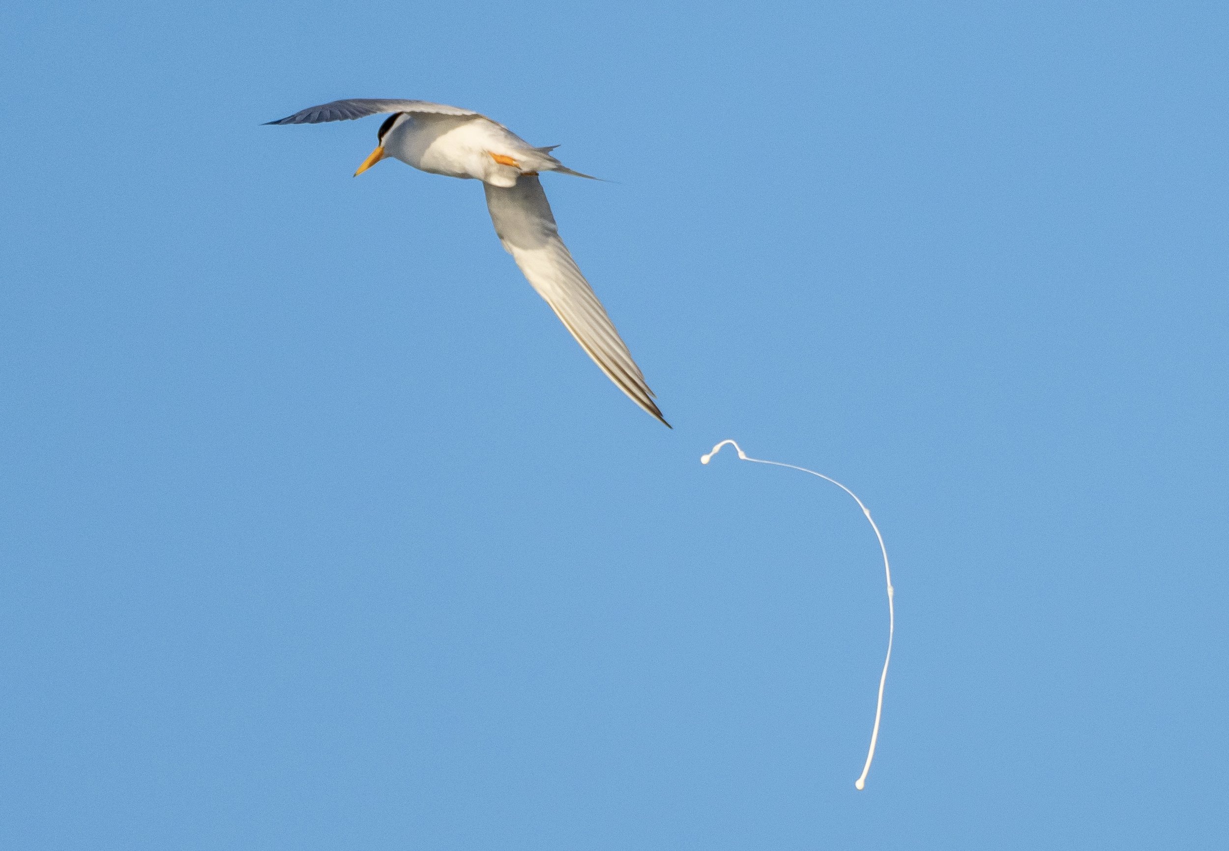 LeastTern-07271.jpg