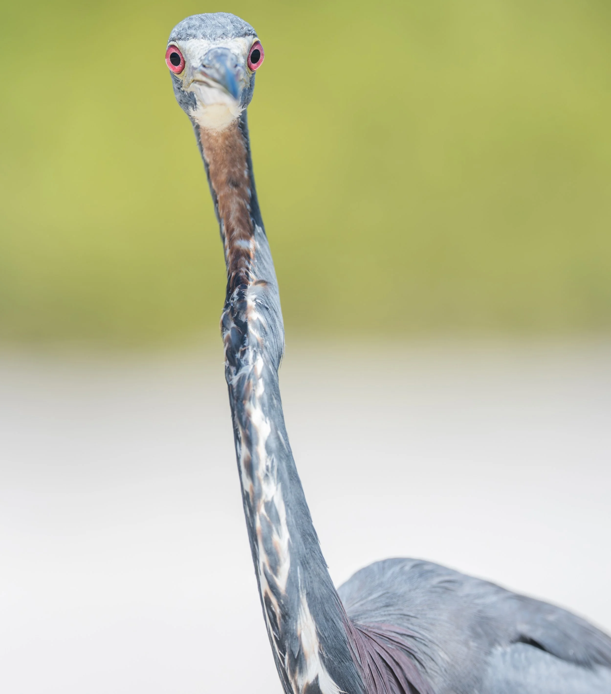 TricoloredHeron-63.jpg