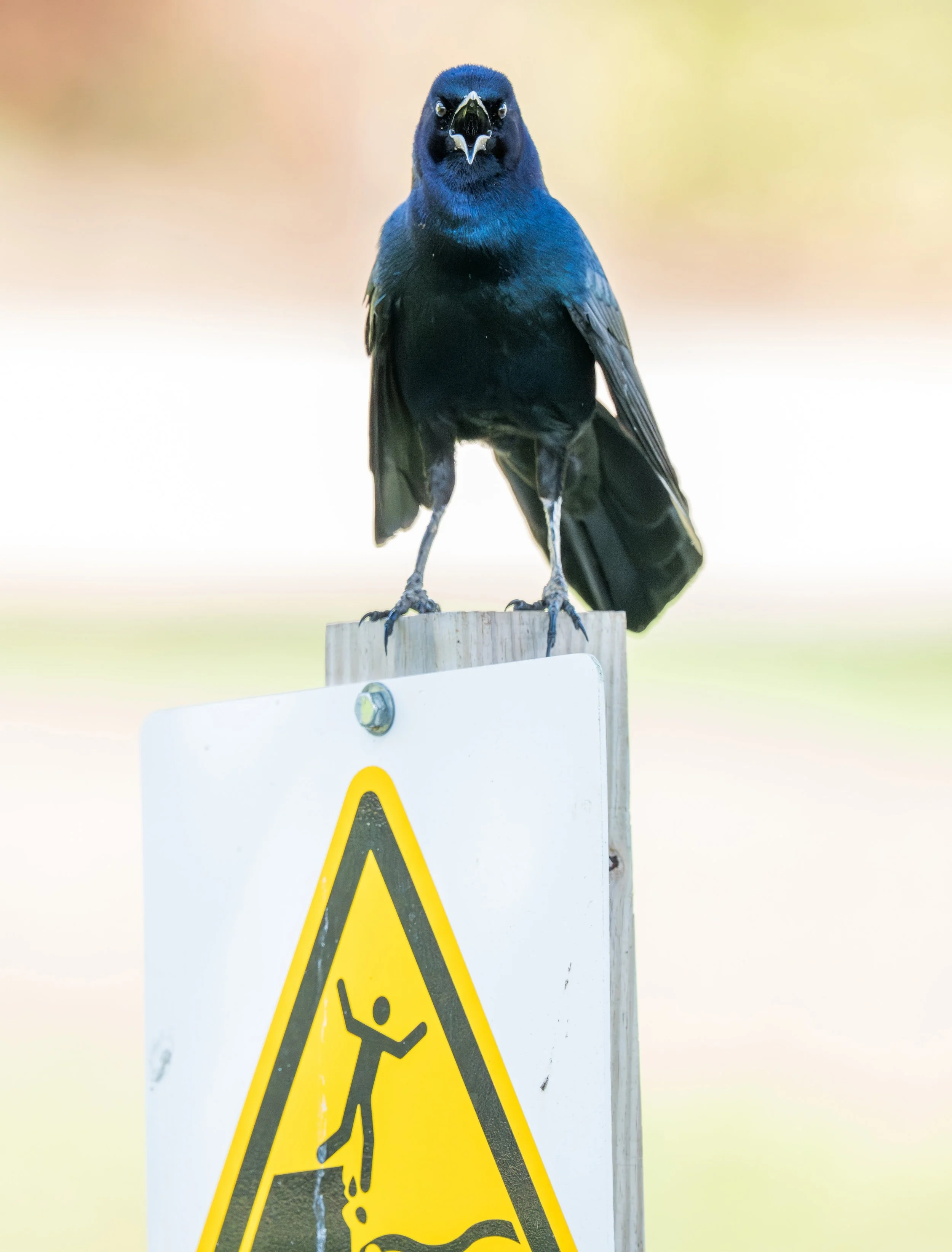 BoatTailedGrackleWarningSign-8.jpg