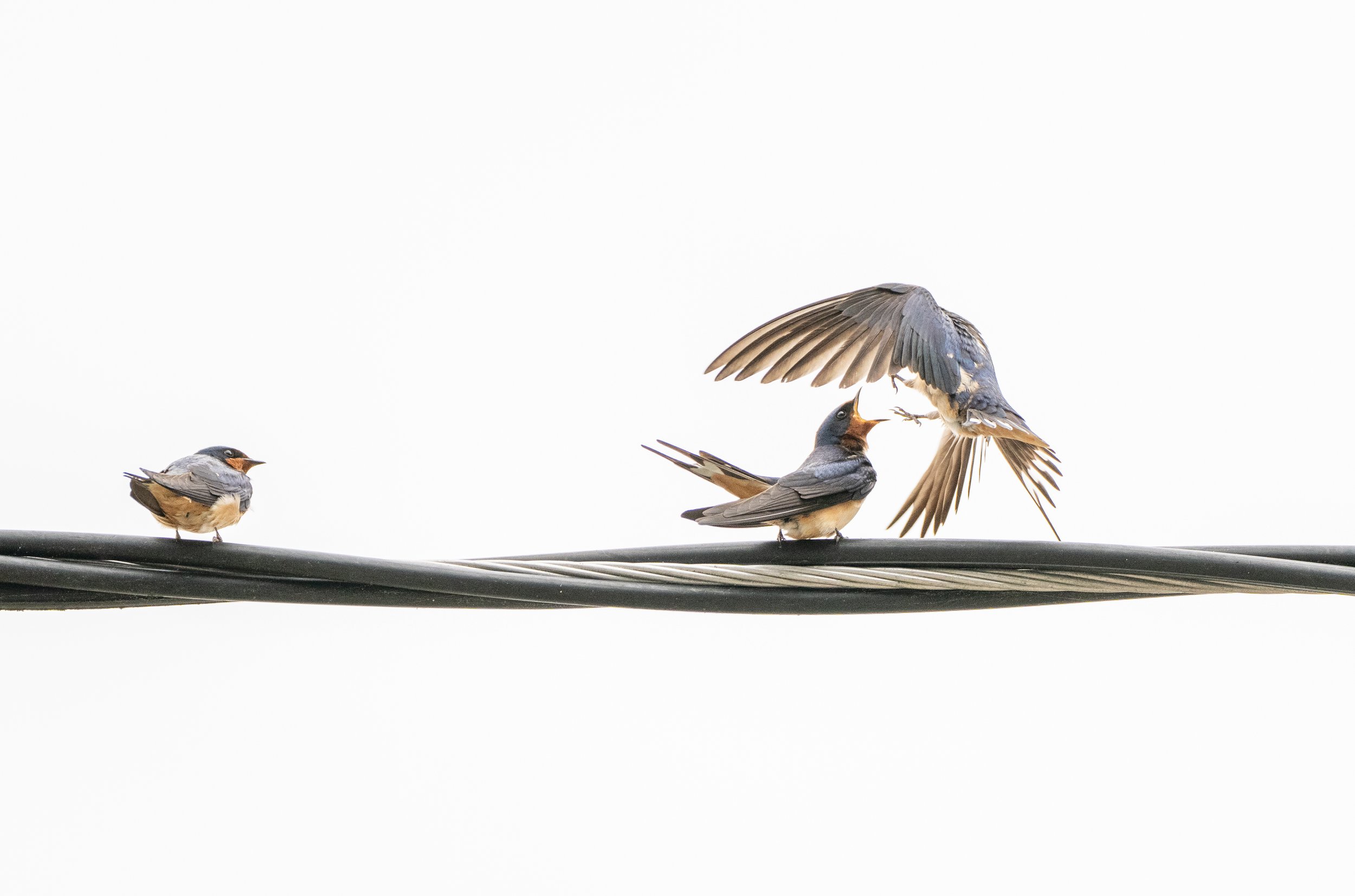 Barn Swallows-09248.jpg