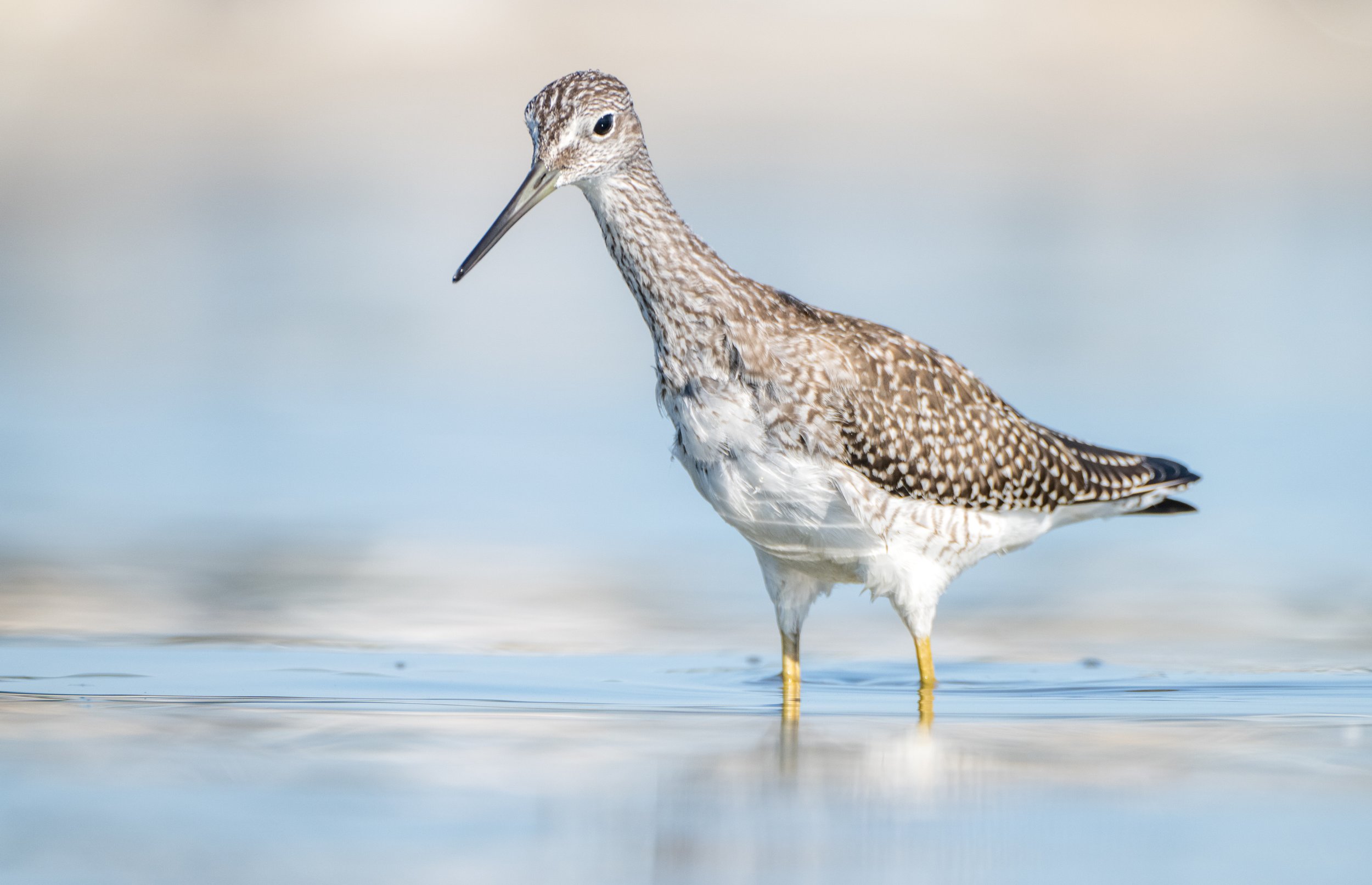 lesseryellowlegs-06153.jpg