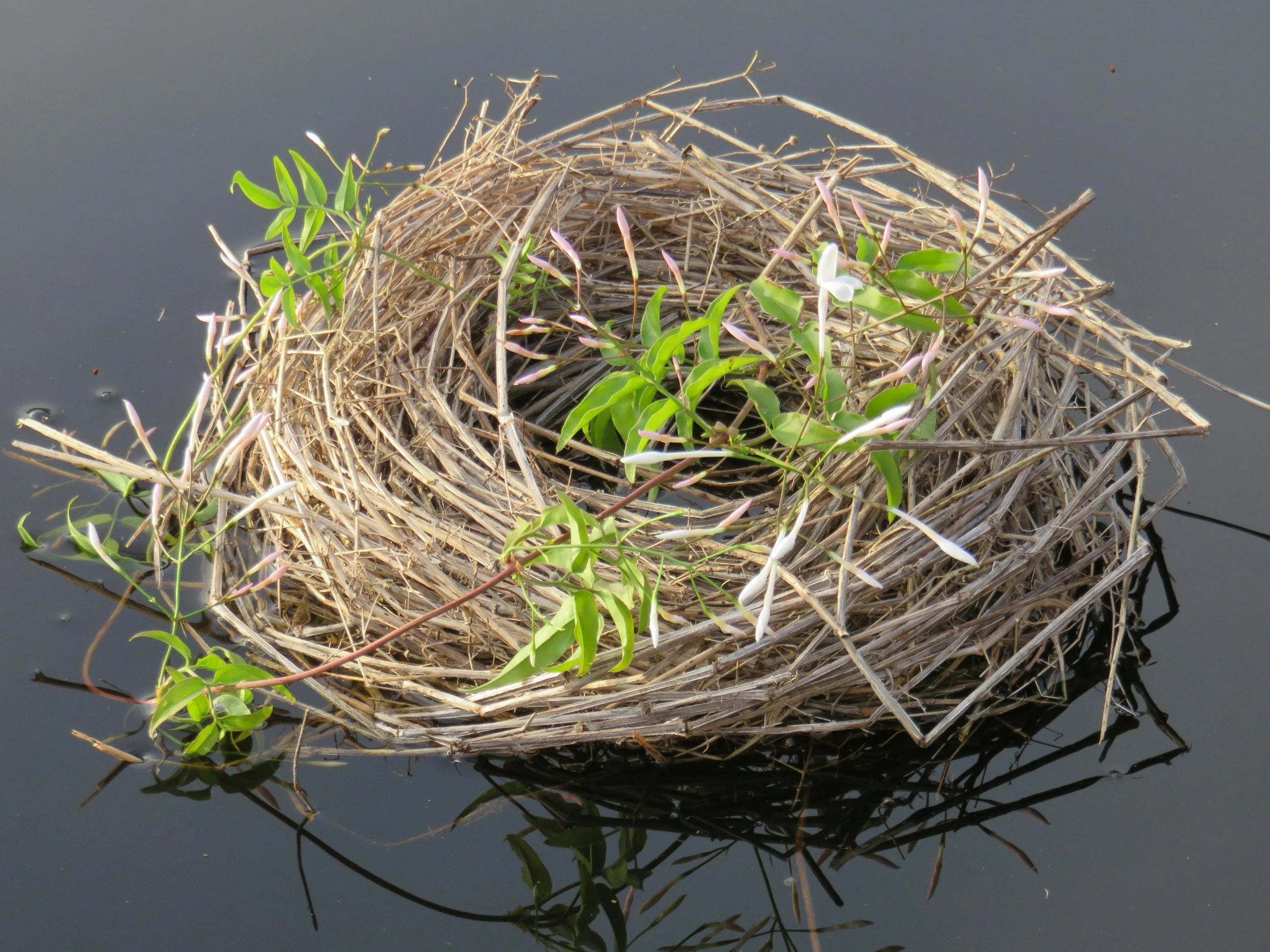 Filling Up the Nest