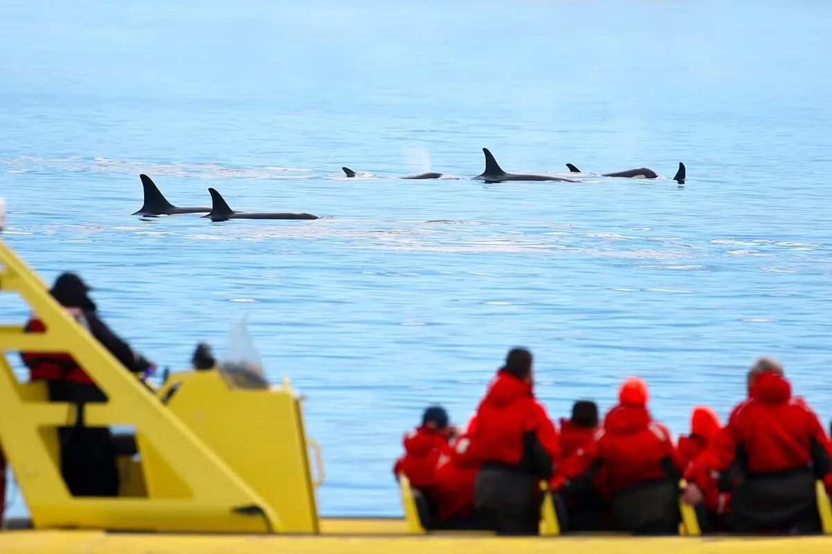 A group watching whales breach the water from a
