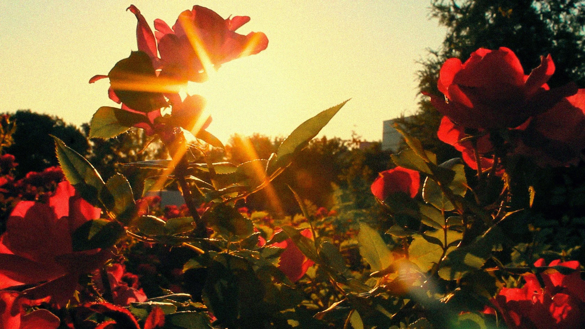 Sequence 04.00_10_54_17.Still011(Grain).jpg