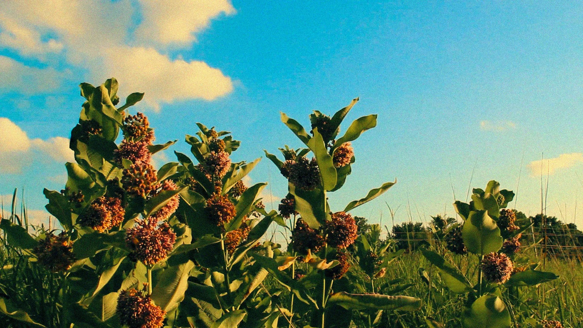 Sequence 02.00_02_05_03.Still003(Grain).jpg