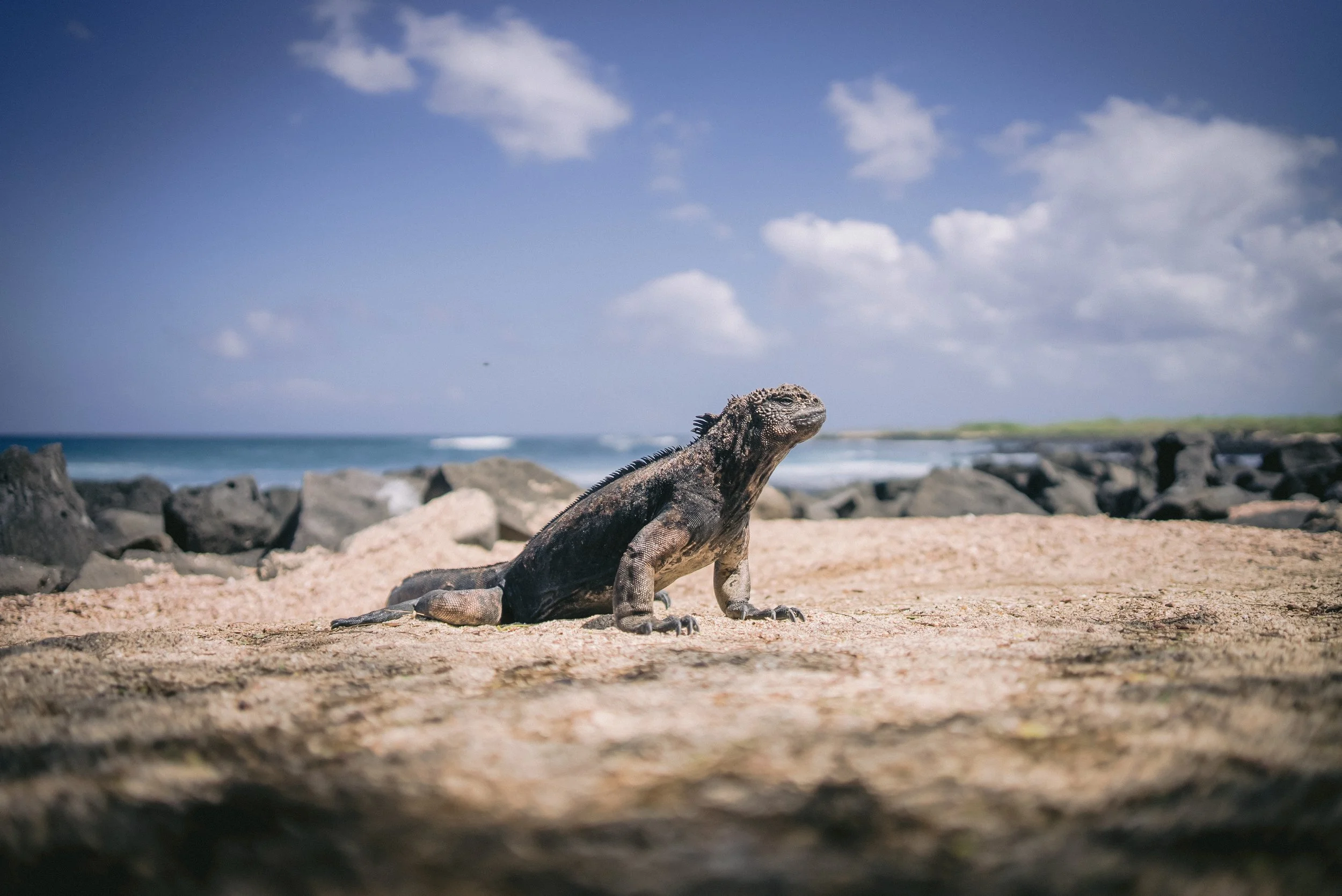 Copy of DSC01646.jpeg