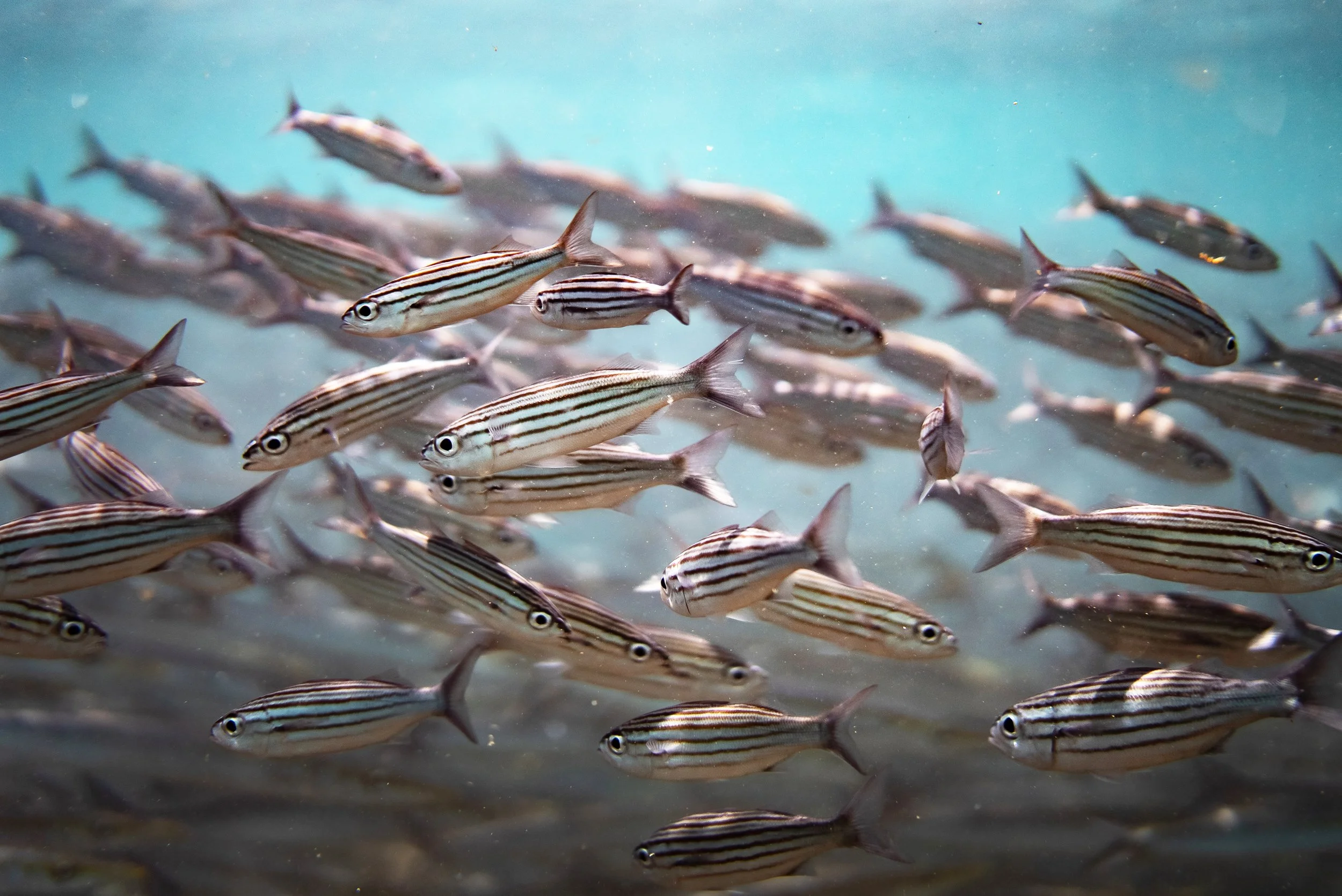 Copy of DSC02753.jpeg