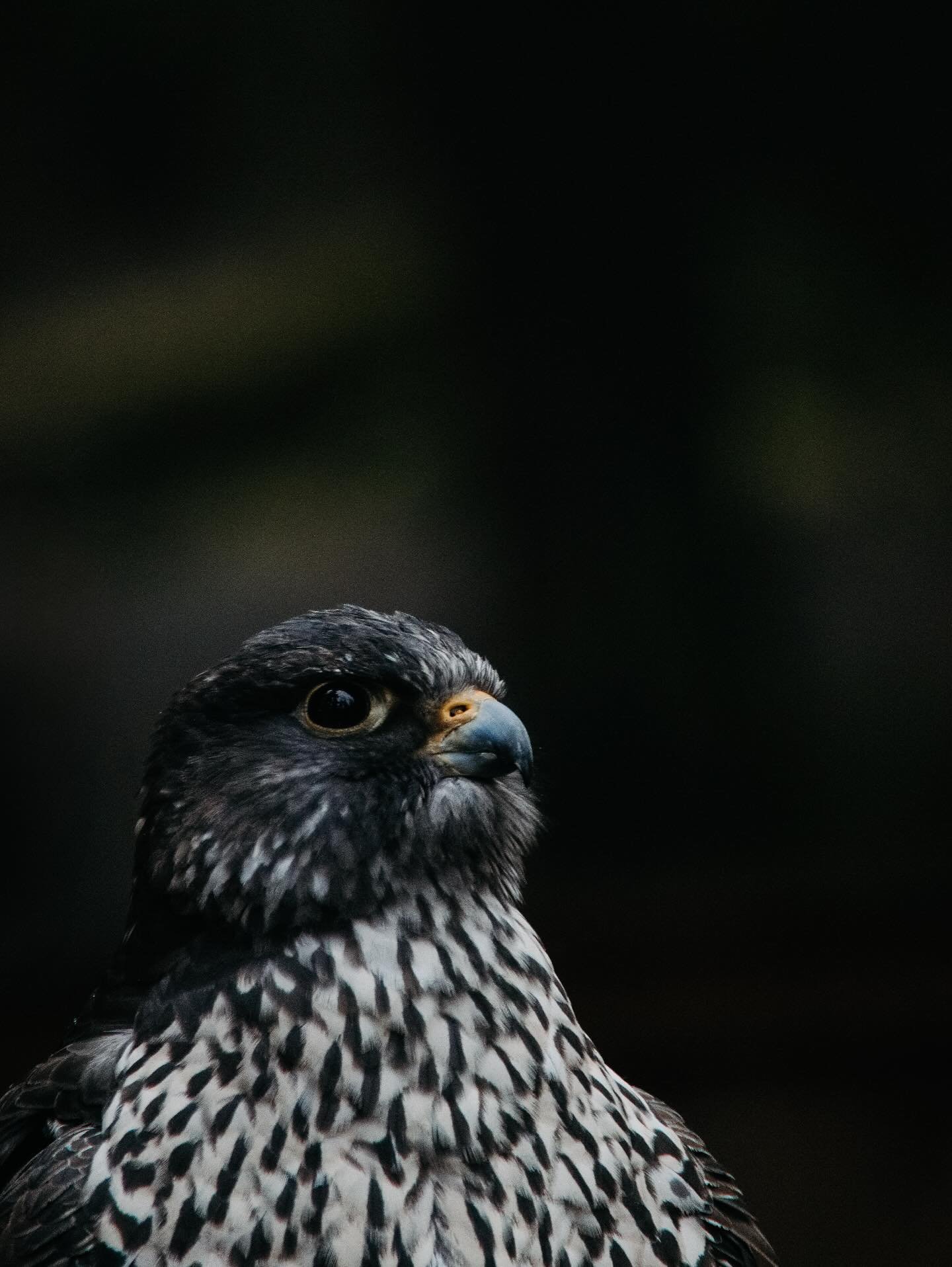 Back to my roots | Before I shifted my focus towards portraiture, my transition began through birds. I&rsquo;d spend hours watching their movements, waiting for just the right shot, seeing their personalities shine through in the end results- excitin