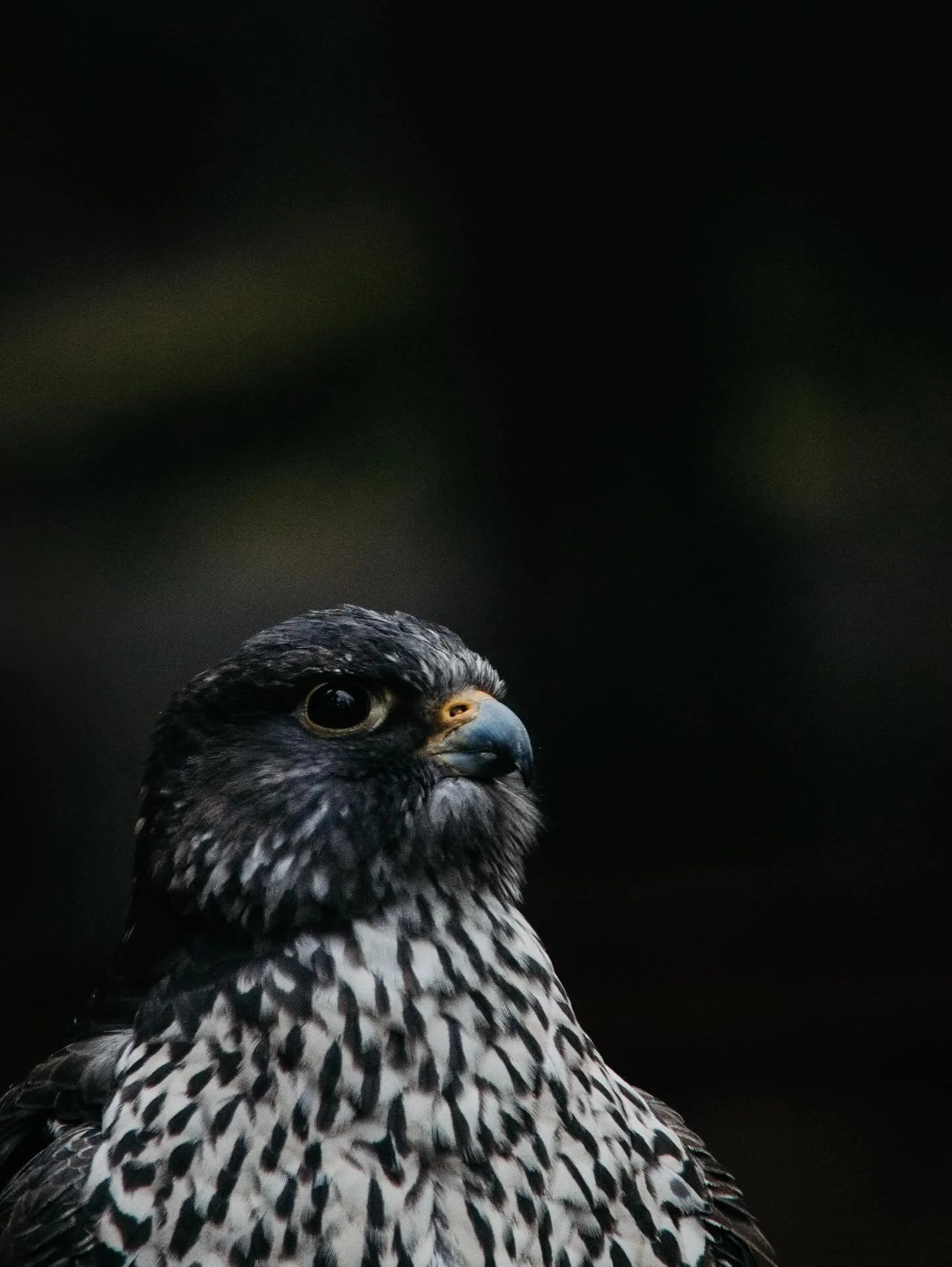 Back to my roots | Before I shifted my focus towards portraiture, my transition began through birds. I&rsquo;d spend hours watching their movements, waiting for just the right shot, seeing their personalities shine through in the end results- excitin