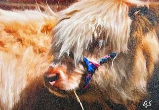 Highland Cow