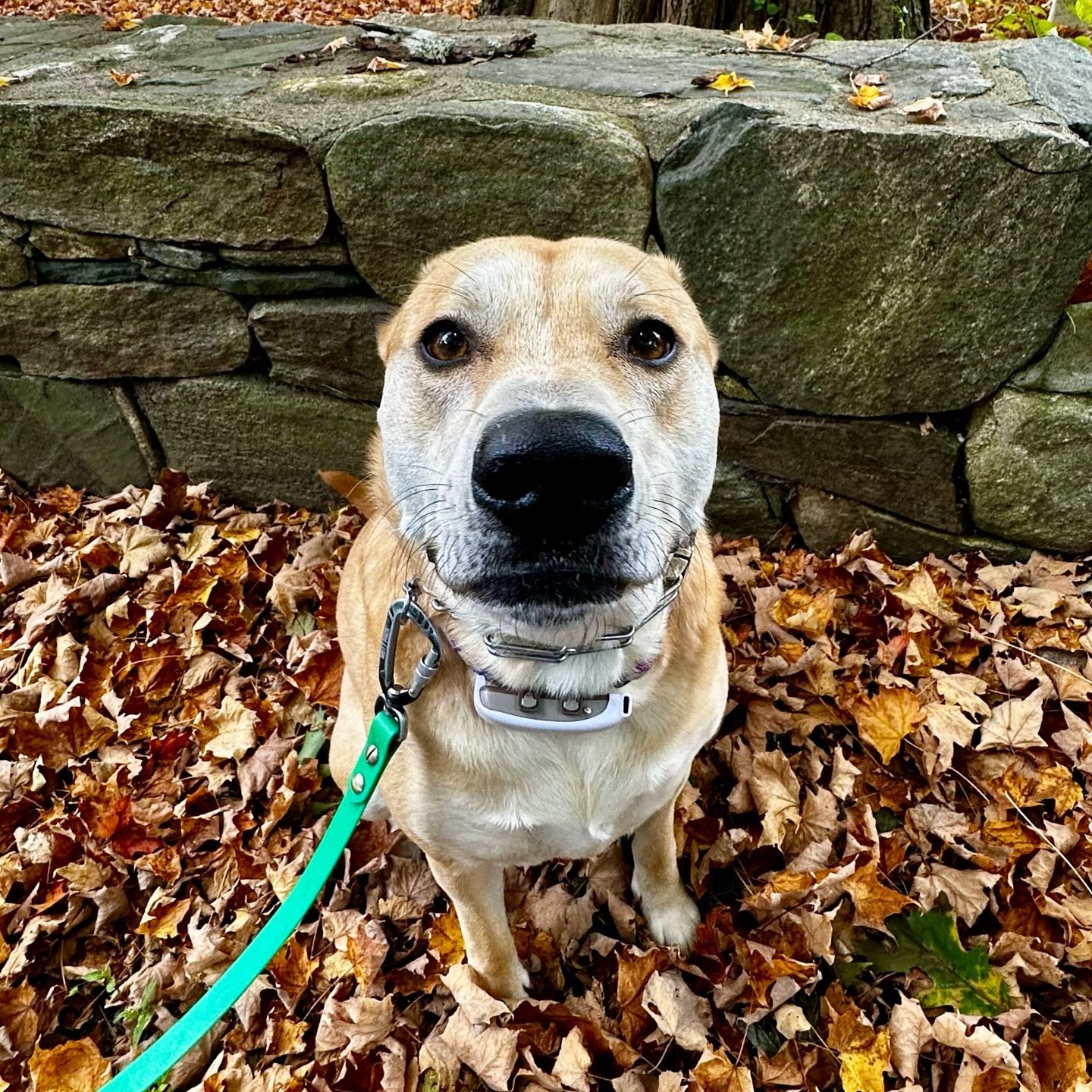 Permanent place on the feed for this little land seal @zmsolomons 🍂