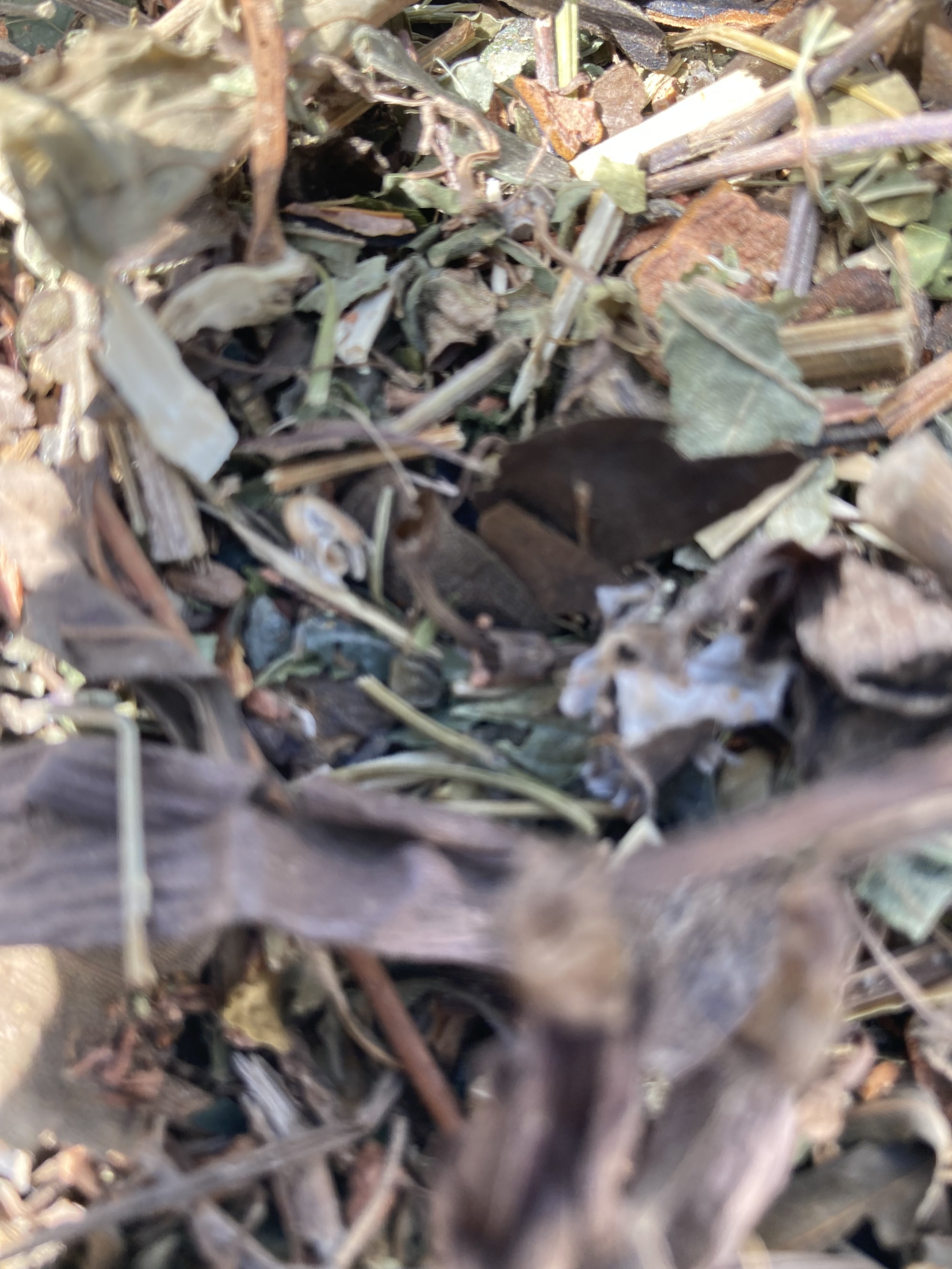 IMG_5922.jpeg