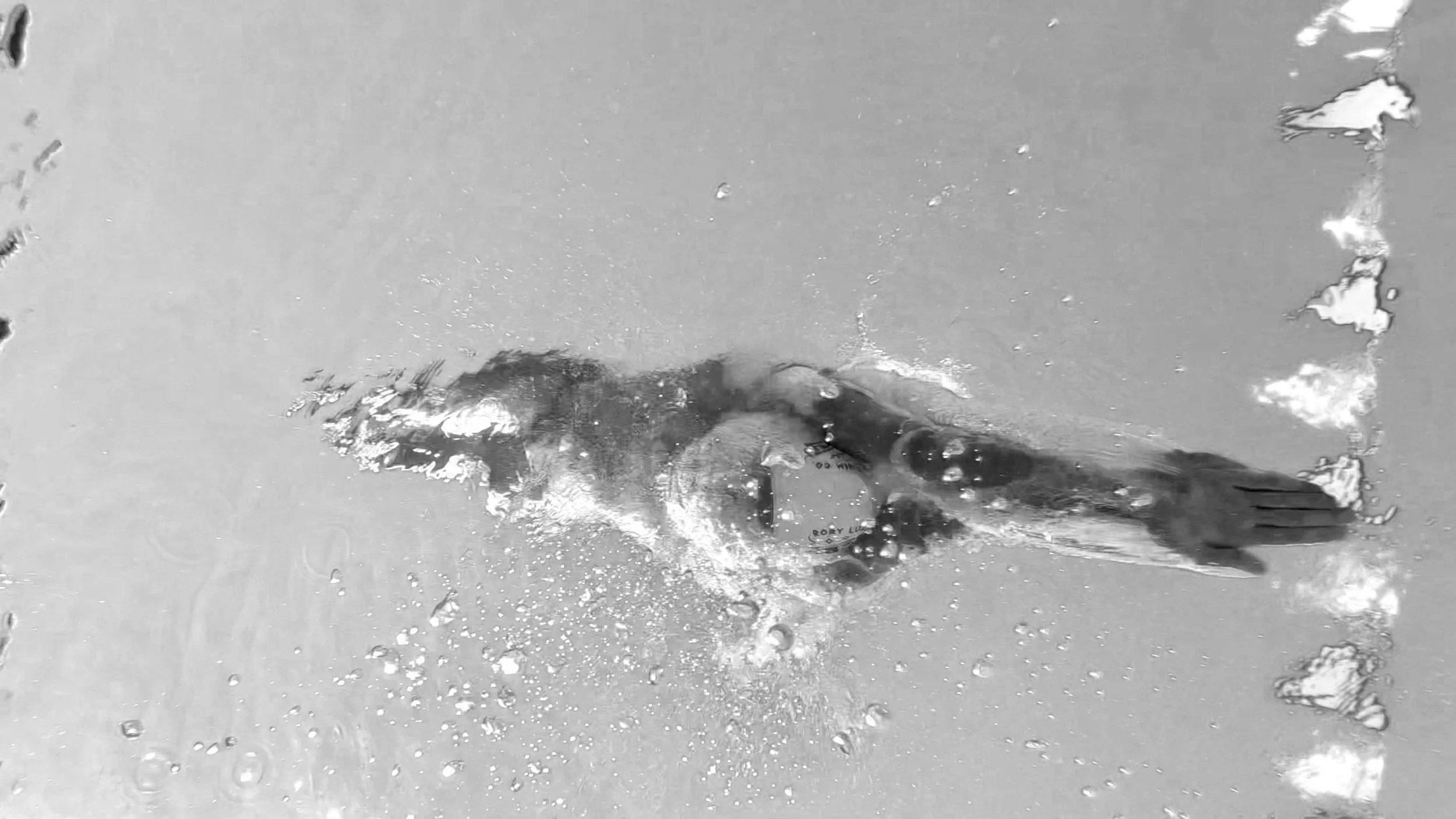 A fish swims in shallow water with bubbles and ripples around it.