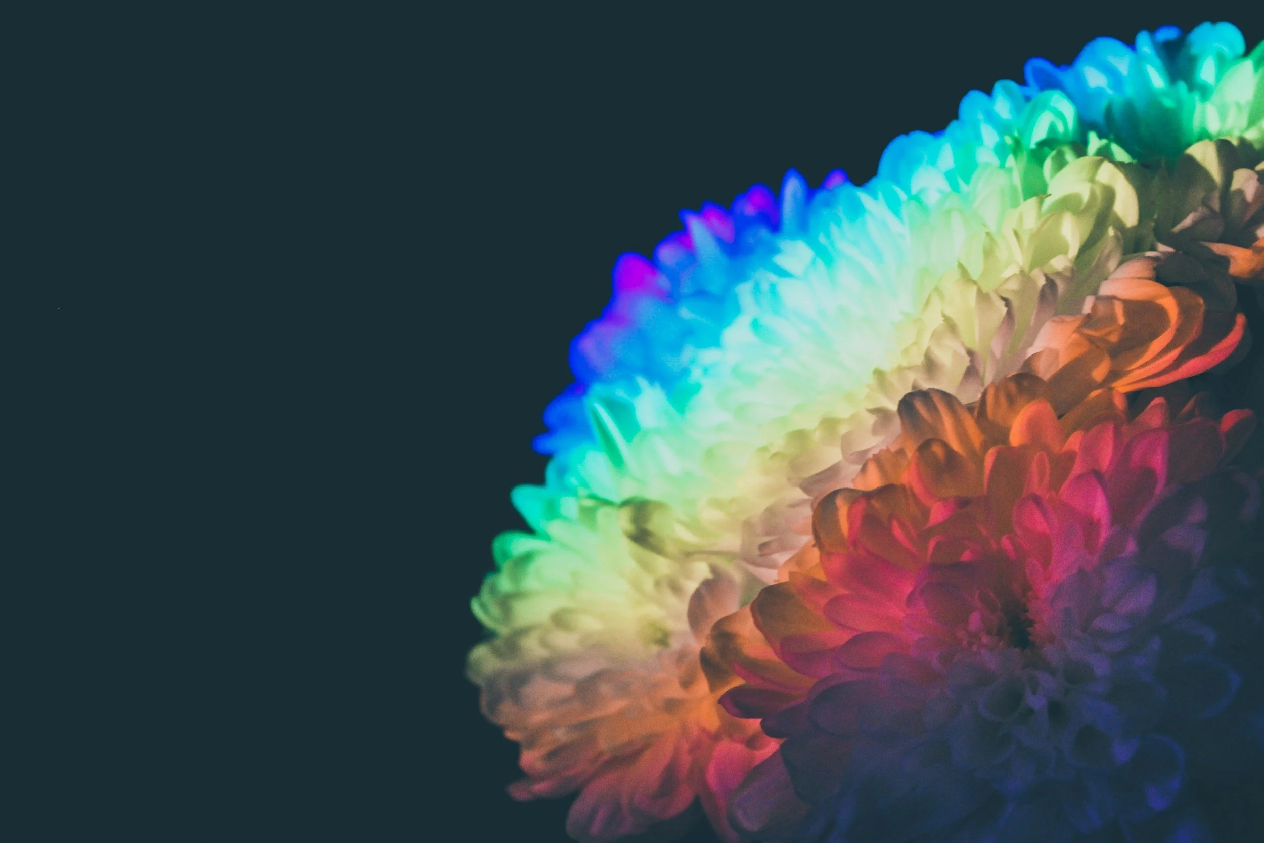 A multicolored flower representing therapy for neurodiversity in adult ADHD