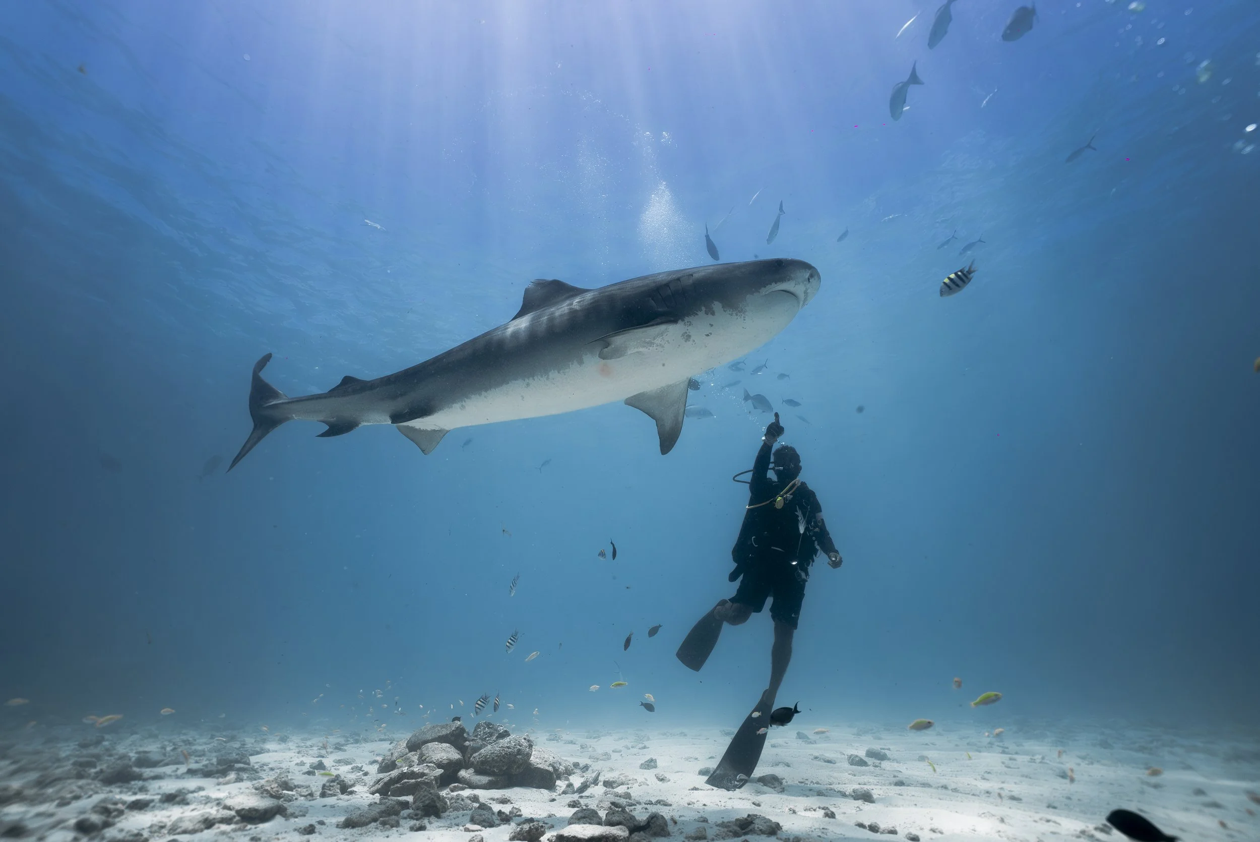Maldives Tiger Sharks, April 2026