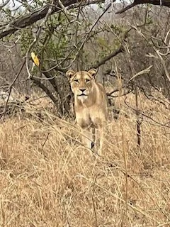Lion Kruger NP South Africa.JPG