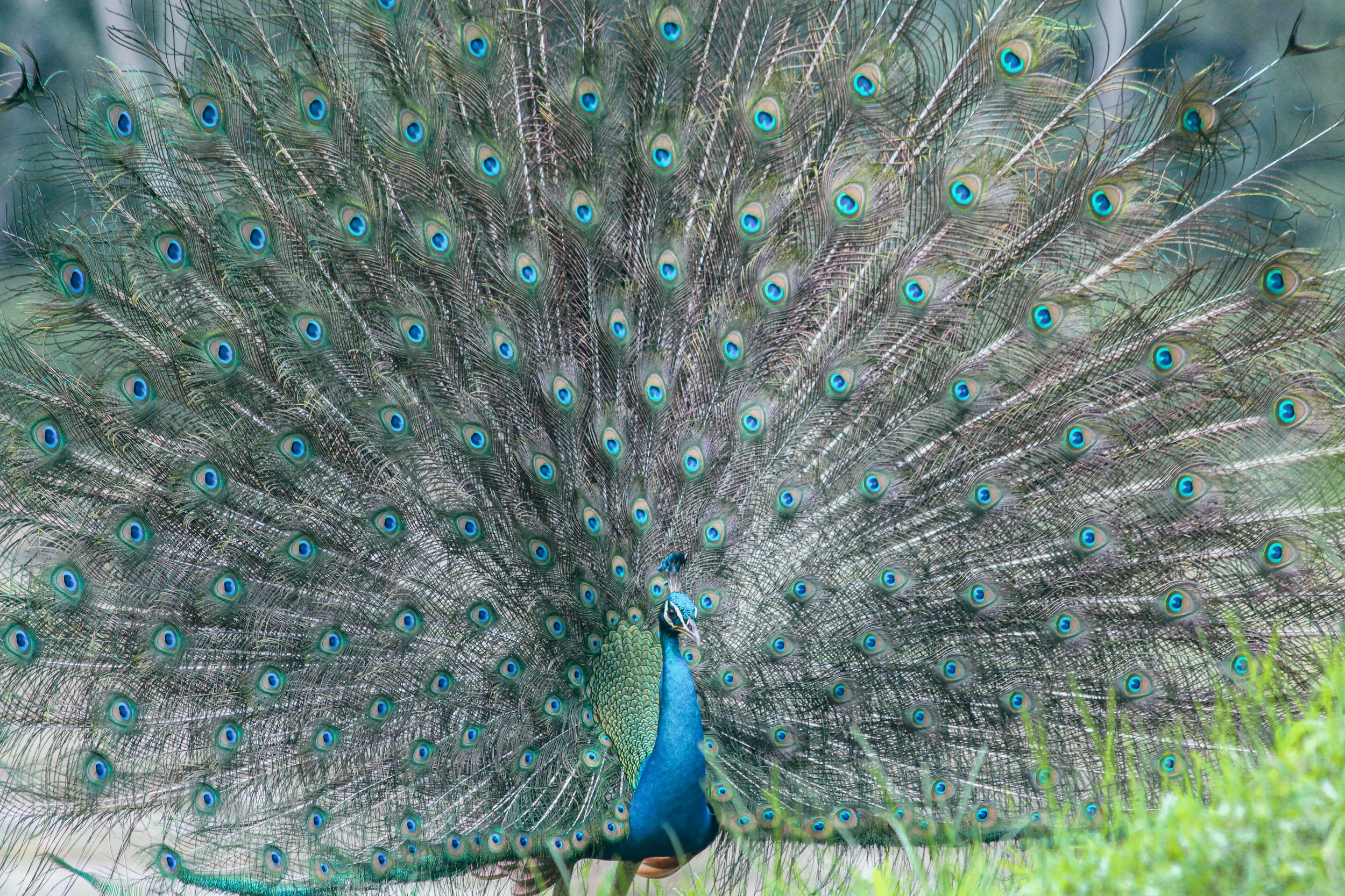 Peacock - Maxime -IMG_4010.jpg